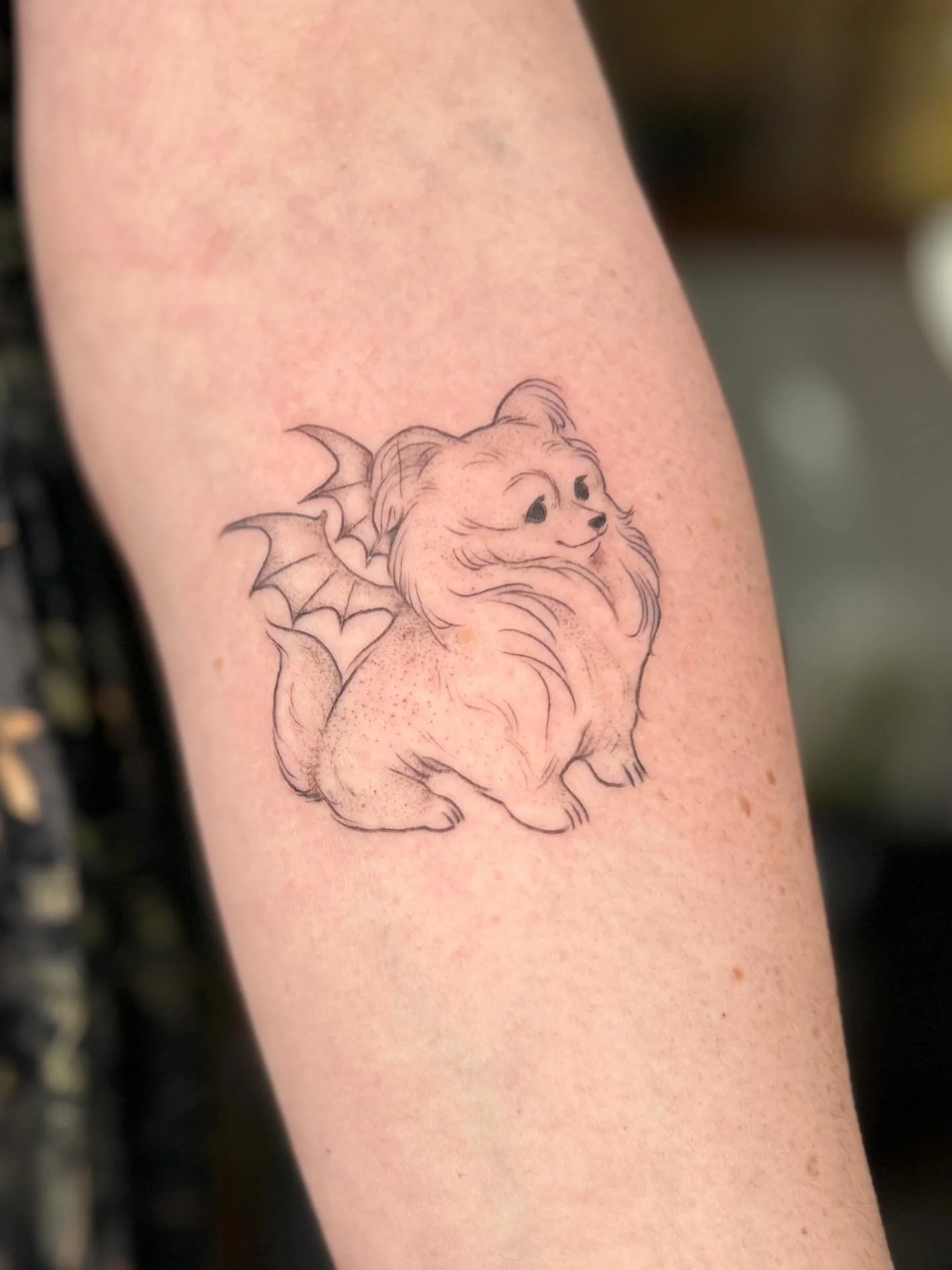 Little dragon wings for sweet, floof Birdie. Thanks again Erin!