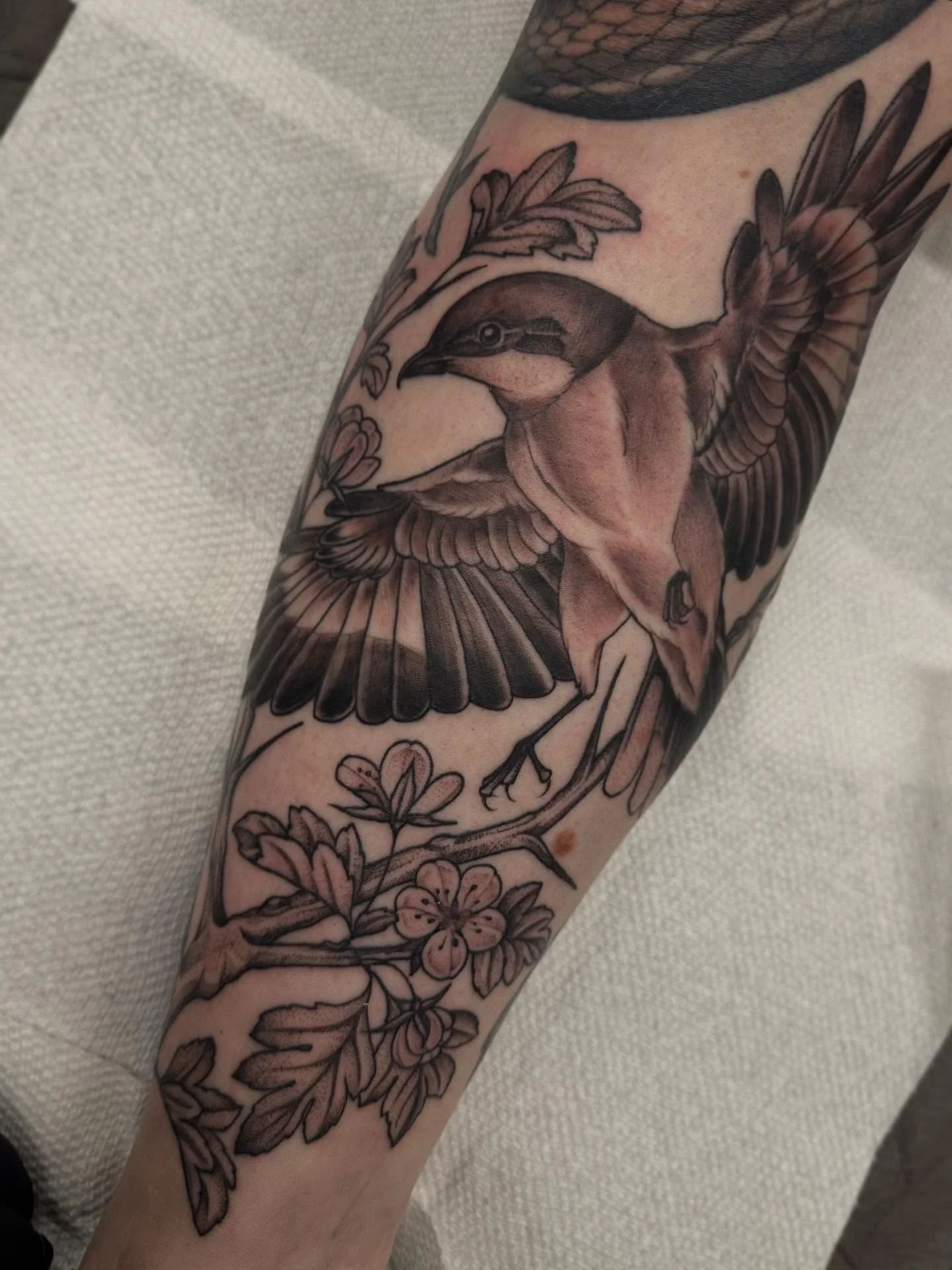 Shrike hawthorn and a dramatic wren, birds were stencilled and the plant life was drawn on for the perfect fit around the existing tattoos. 
Made @springfevertattoo 

#tattoo #springfevertattoo #blackandgreytattoo #naturetattoo #botanicaltattoo #bird