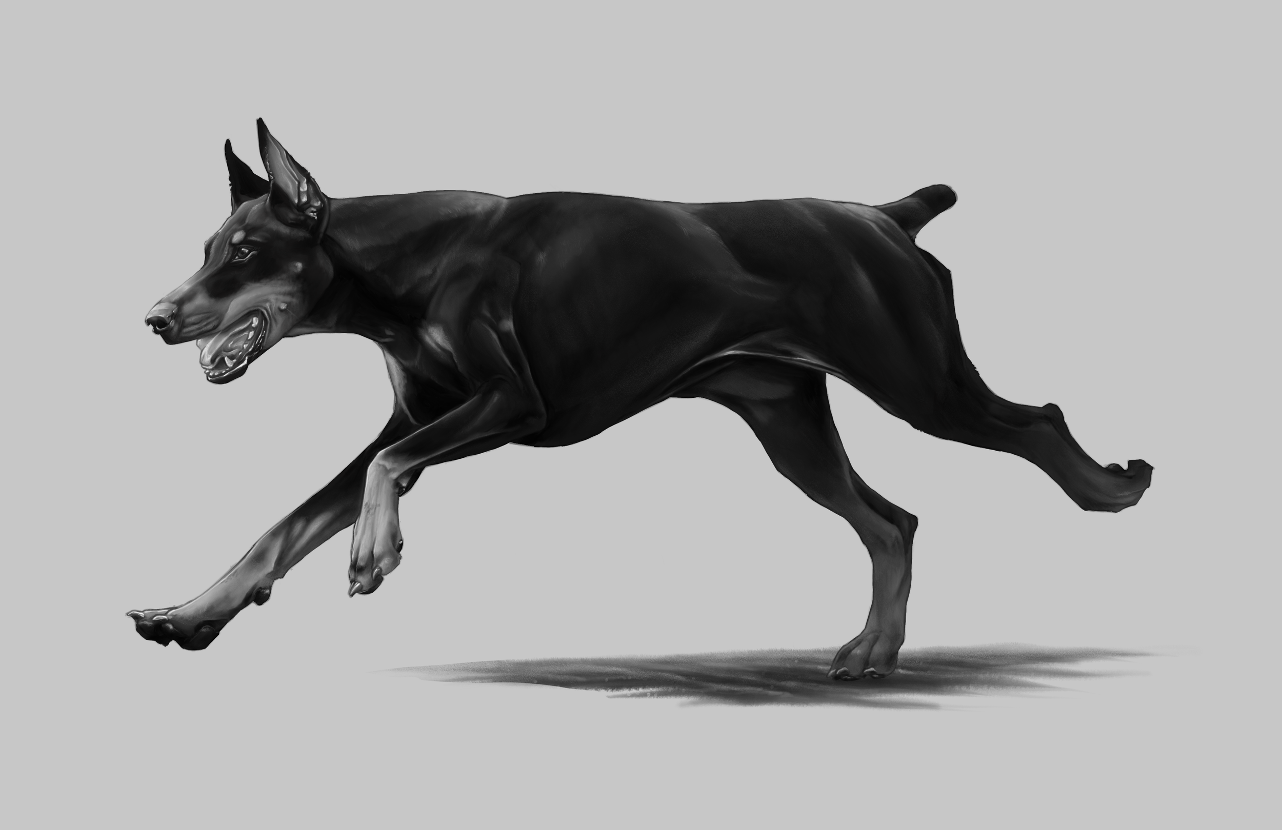 Doberman - Fullbody Greyscale Illustration