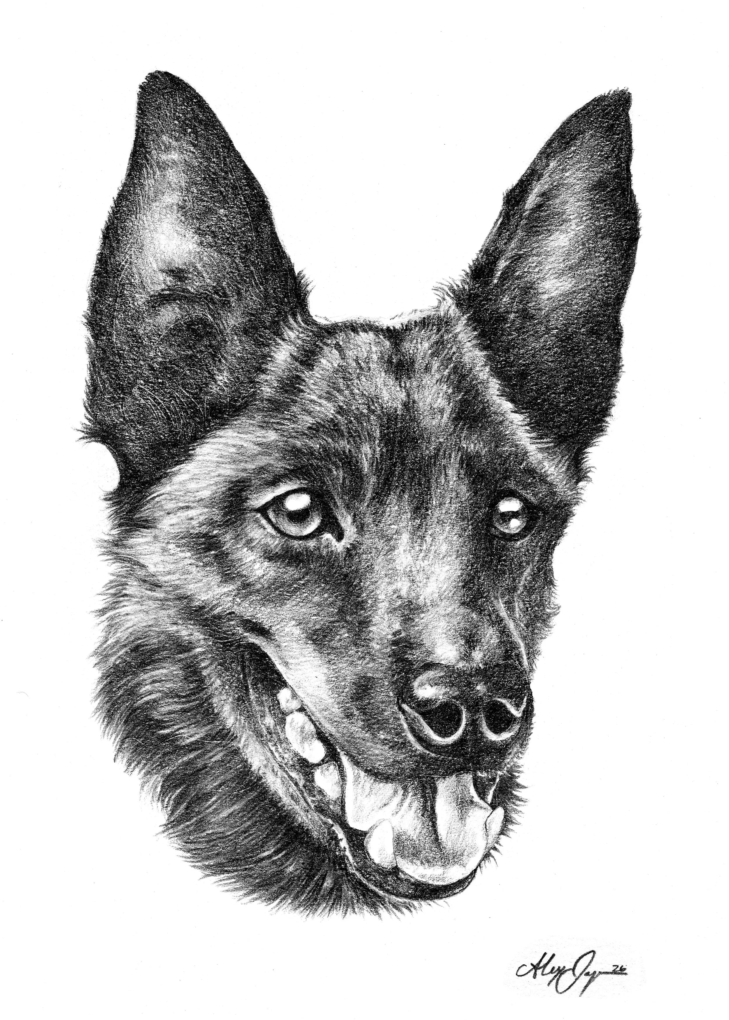 K9 Willow - (Traditional) Greyscale Portrait