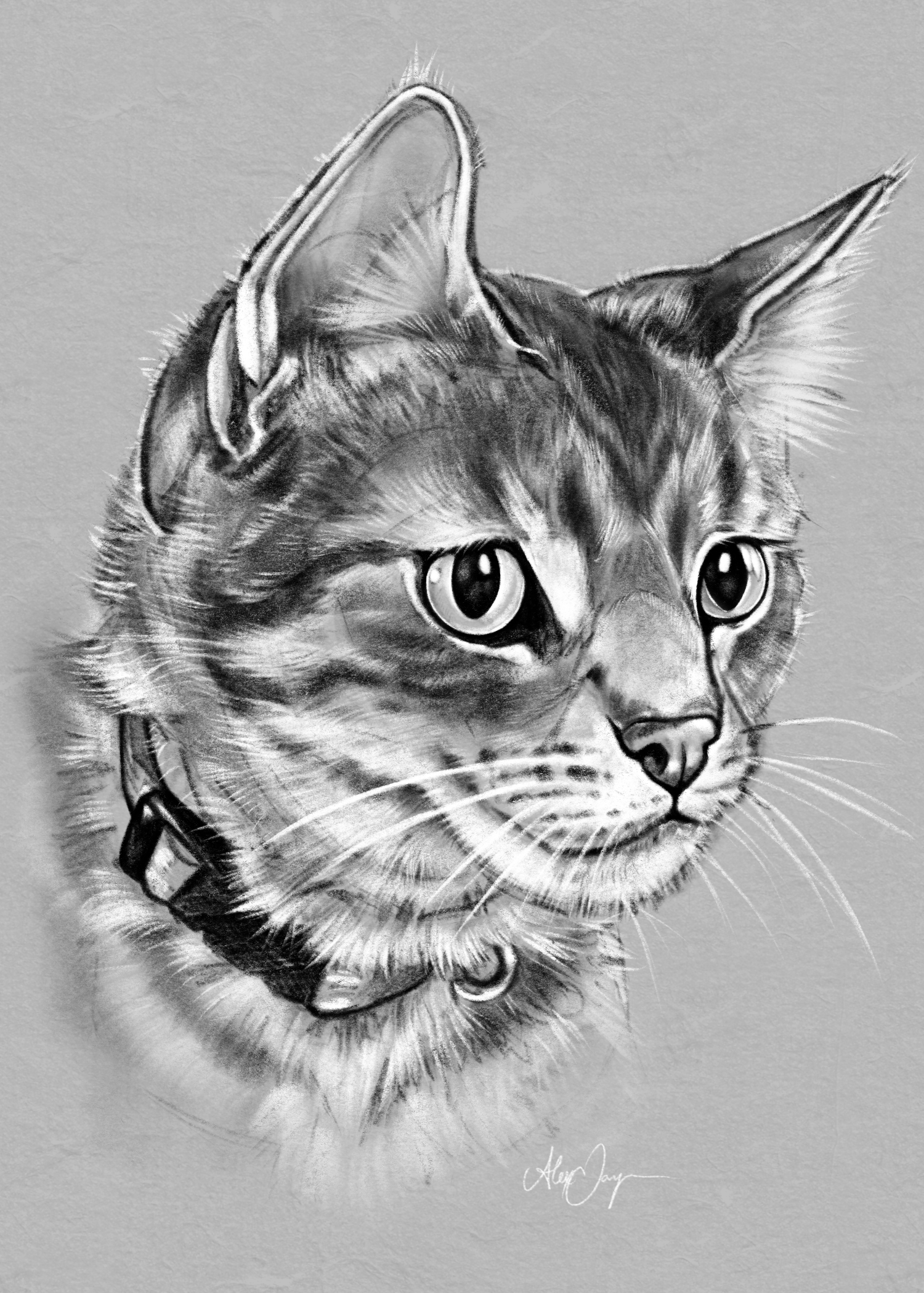 Koda - Portrait Greyscale Illustration