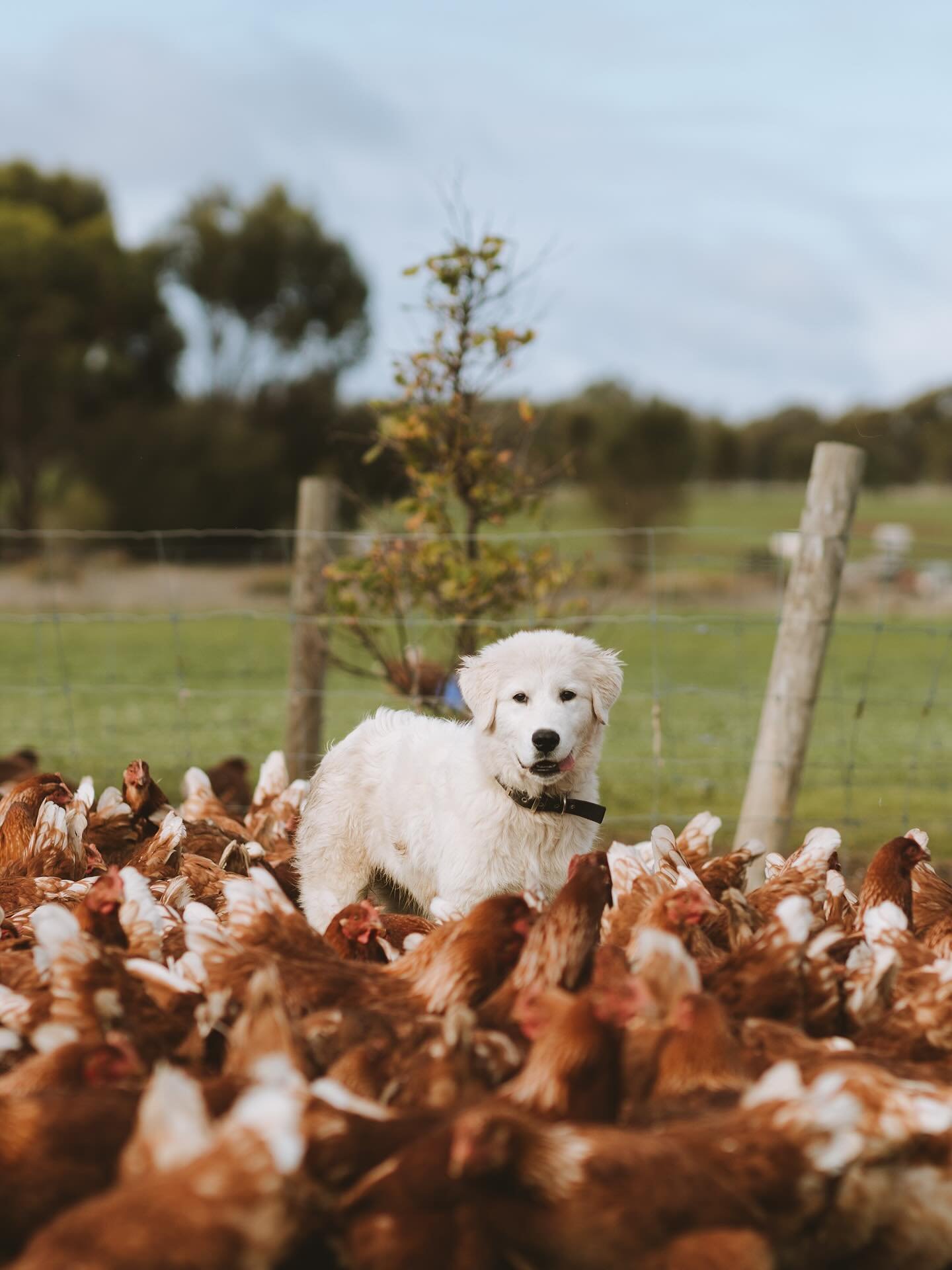 We couldn&rsquo;t do what we do without our incredible livestock guardian dogs! 

We have a team of maremmas and one Anatolian shepherd who keep watch over our chickens both day and night. Our main issue on the farm in terms of predation is foxes - f