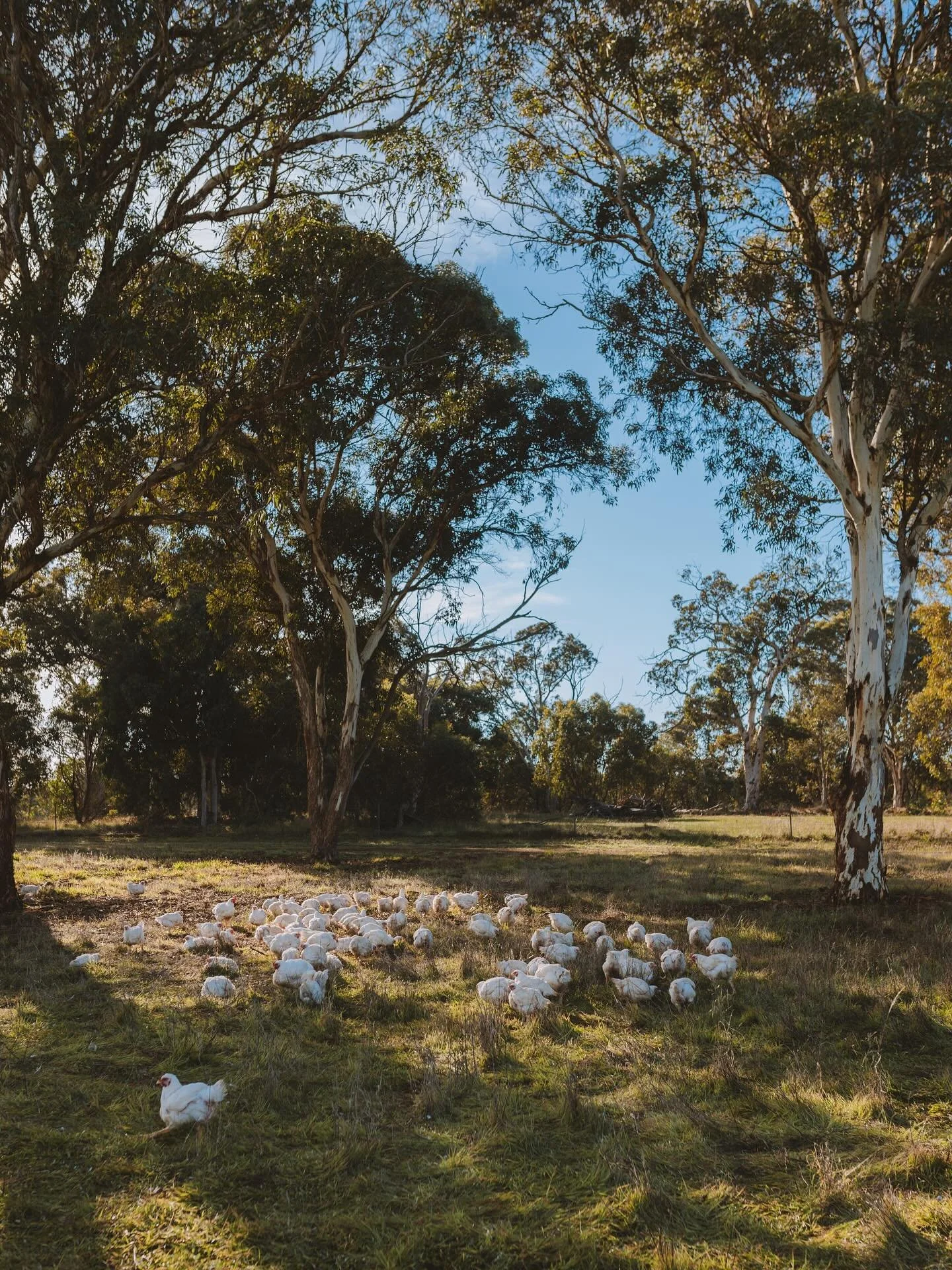You may think our chicken is &rsquo;just chicken&rsquo; and maybe even &lsquo;expensive, overpriced chicken&rsquo;. You may think there&rsquo;s not much difference between our pasture raised chicken and the &lsquo;free range&rsquo; options you see el