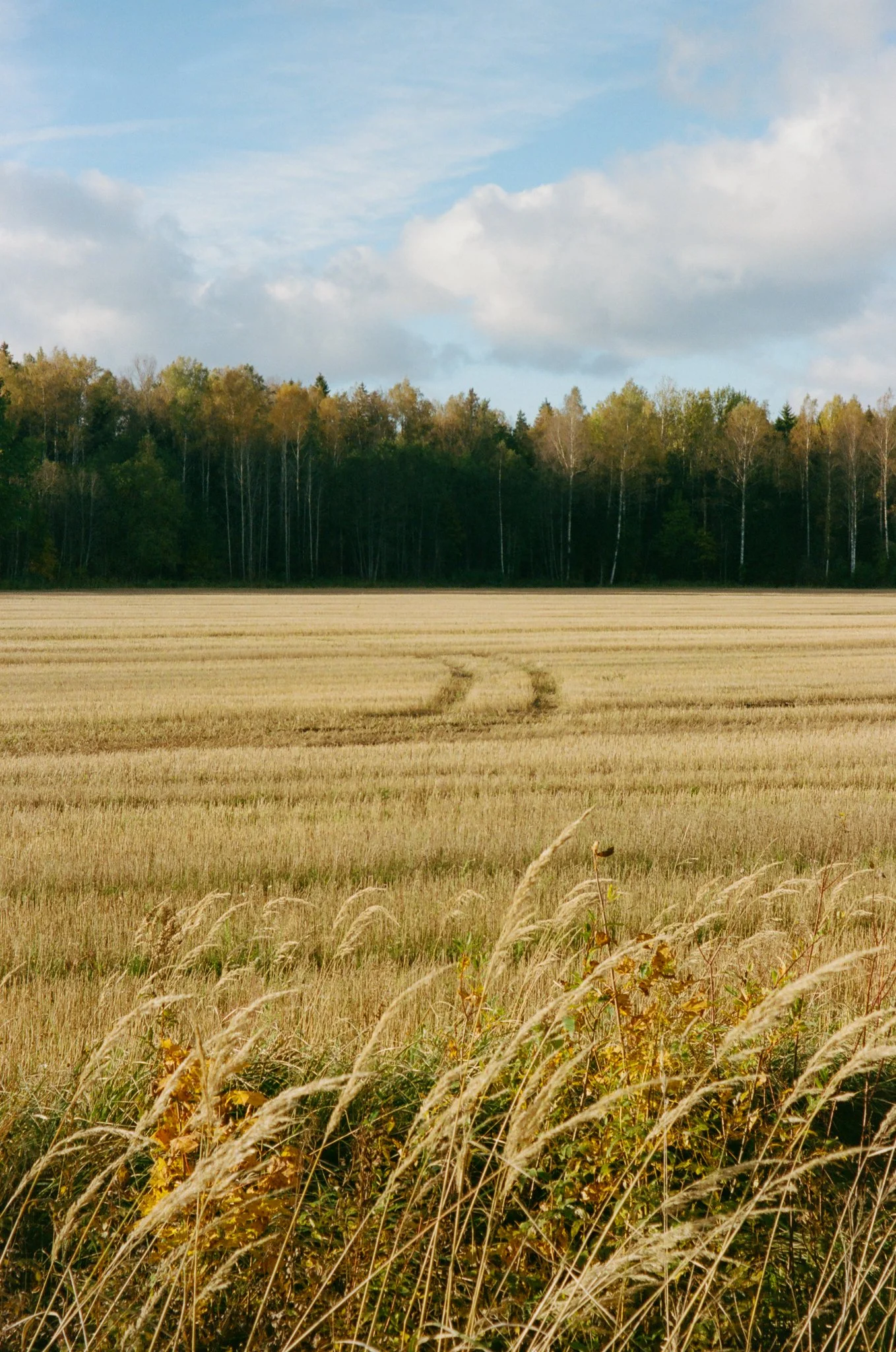 Soomaa - grain