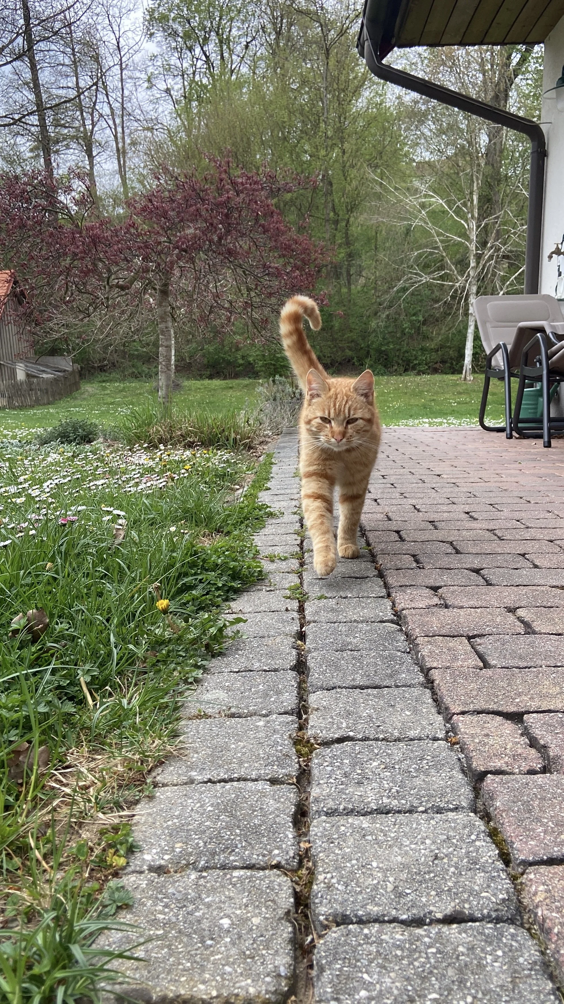 Kater Peppo im Frühling