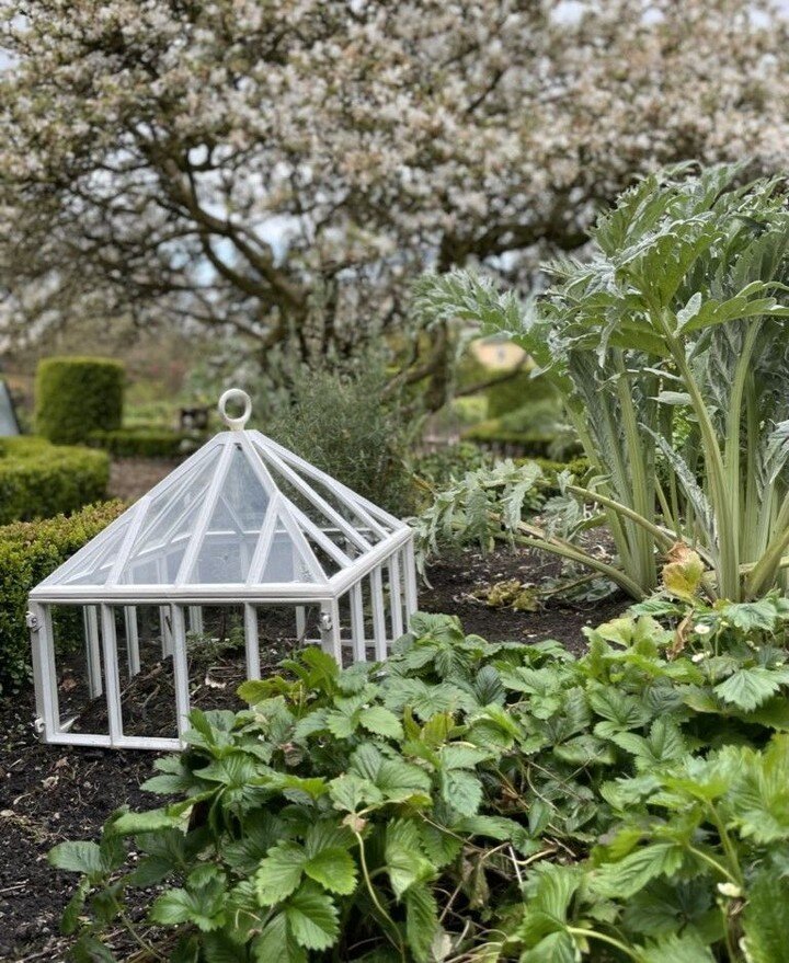 We like to be optimists at Claverton Cloches, it is just in our nature. From our office window, drifts of blossom float past and the planter of tulips at the gate is poised to flower.  But what a damp spring in the garden so far! Kind customers messa