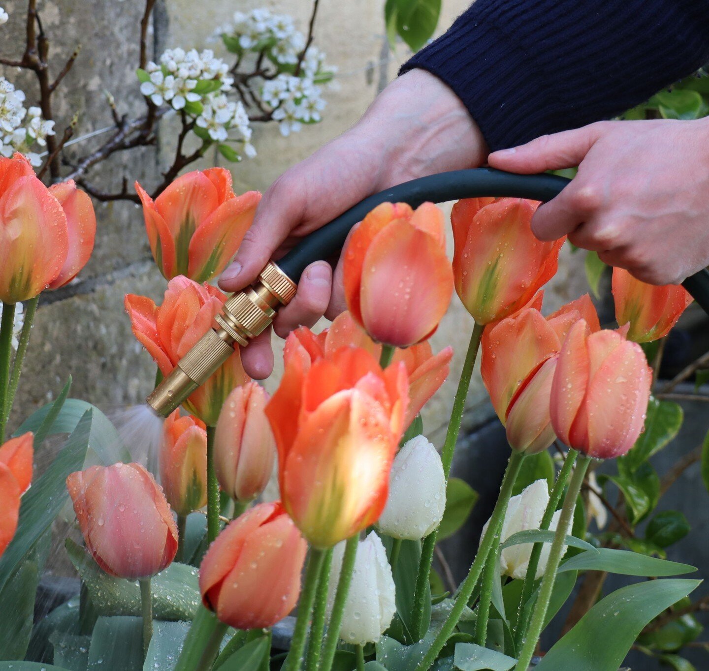 Spring Showers! The reception to our new Beautiful Garden Hose has been fabulous, thank you all so much. We don't have heaps left, so if you had your eye on one, I'd place an order sooner rather than later as they won't be restocked until the end of 