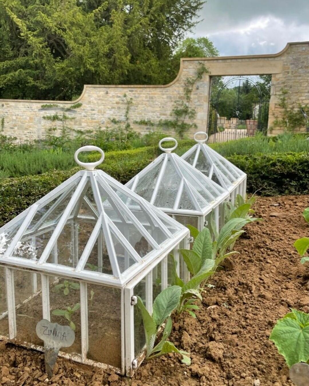 We're just beginning to sow our half-hardy annuals here at Claverton Cloches. We can't help but look ahead to planting out our Zinnias. Native to Mexico and from the daisy family, we love the half-hardy Zinnias for being quick to flower and bringing 