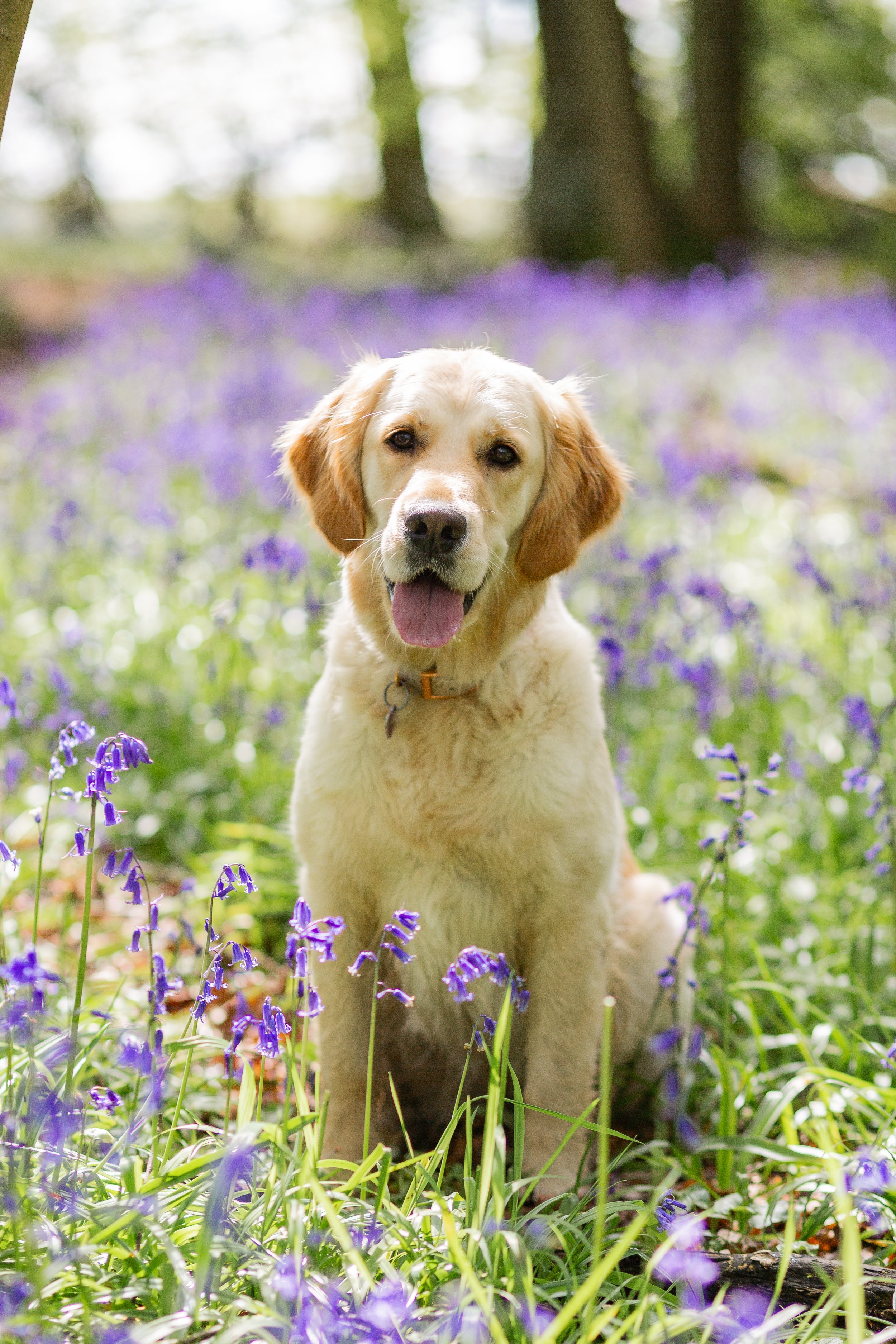 Bella, the gentle golden retriever therapy dog at The Happy Human Project, photographed among bluebells.