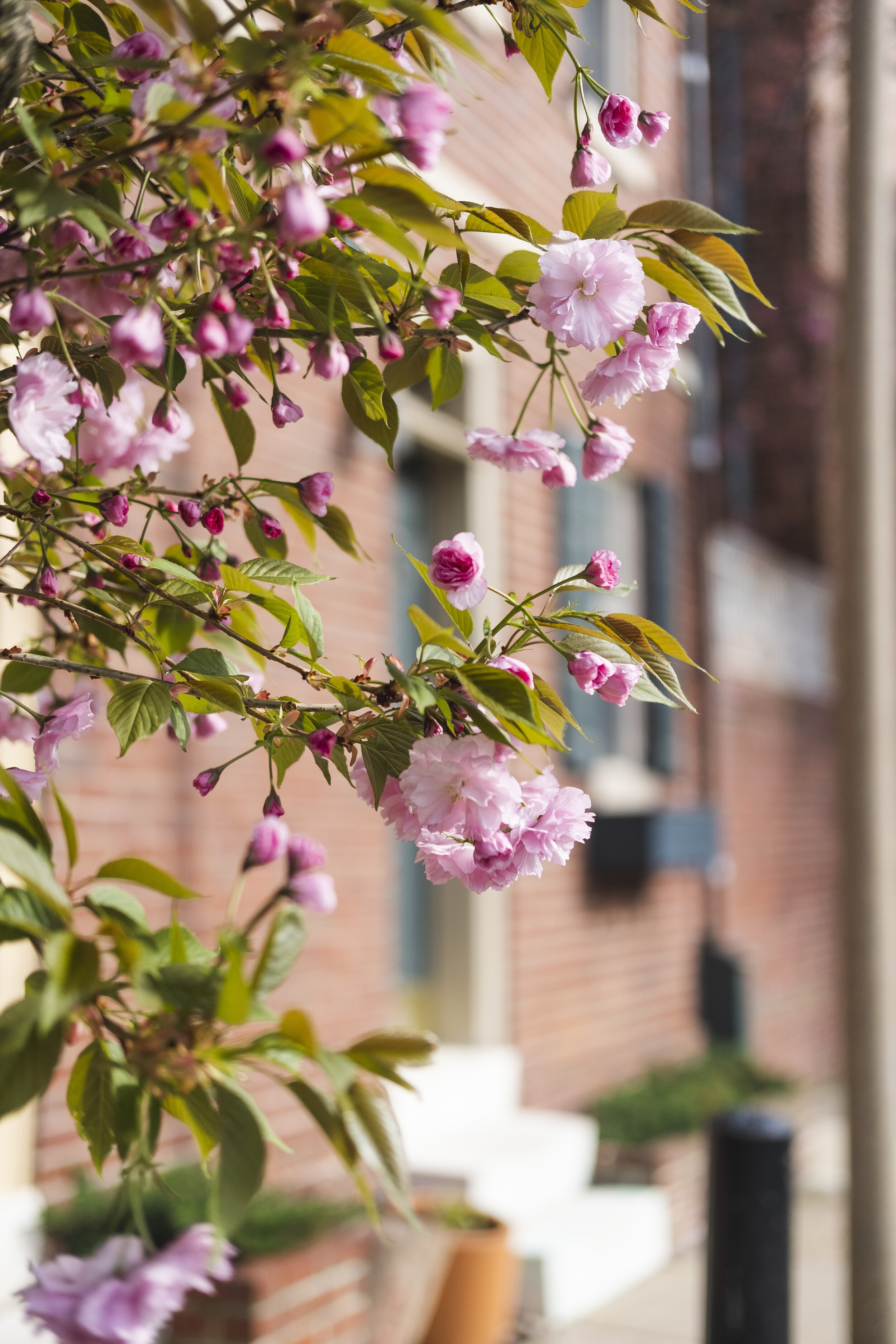 2019_4.11_FLOWERS_3.jpg