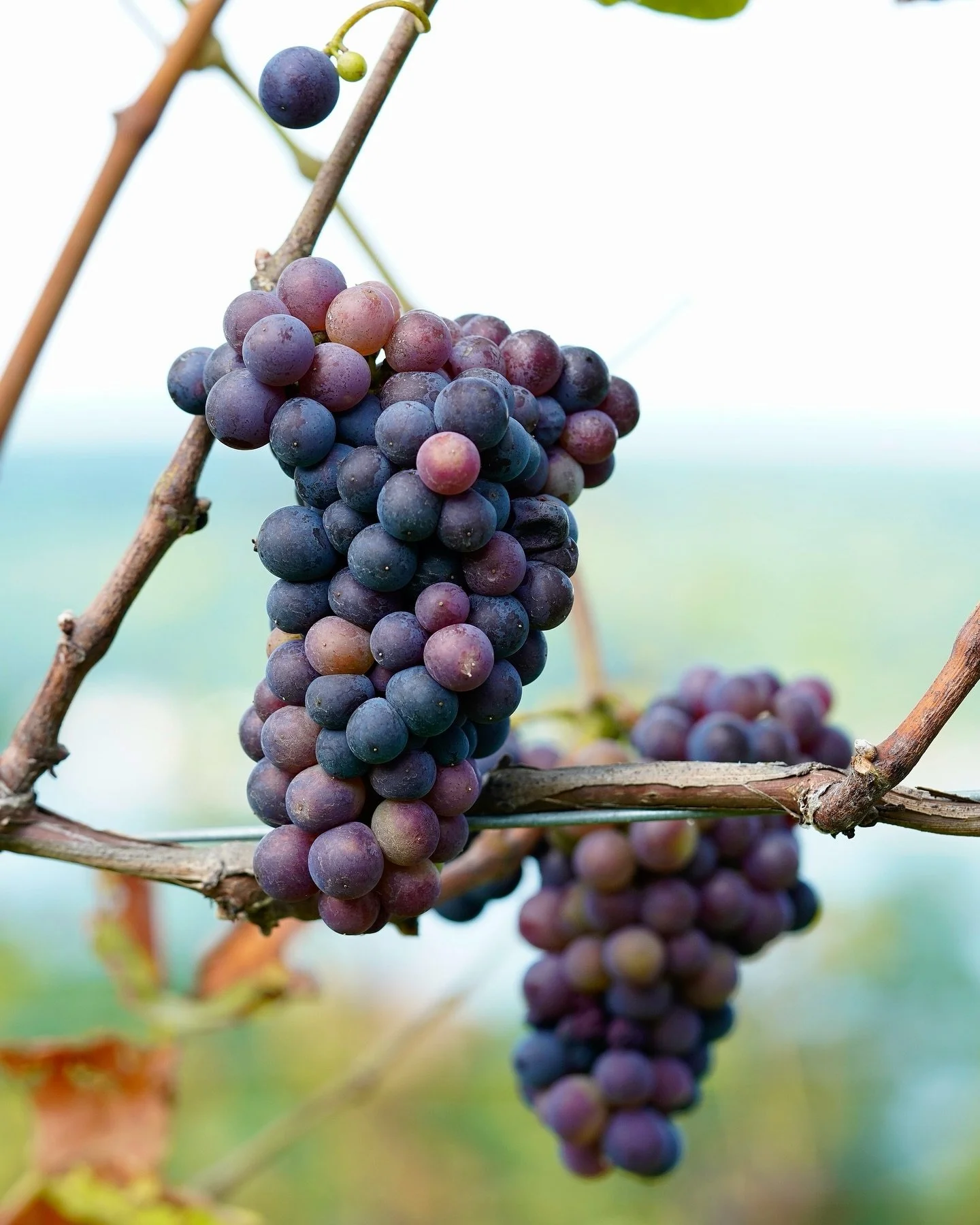 Pinot Noir on the bluff! 🍇
@pointofthebluffvineyards 
&bull;
&bull;
&bull;
#summer #keukalake #keuka #flx #pinotnoir #winegrapes #bloom #nature #ourplanetdaily #exploretocreate #instanature #naturelovers #travelgram #travel #visualsofearth #visualso