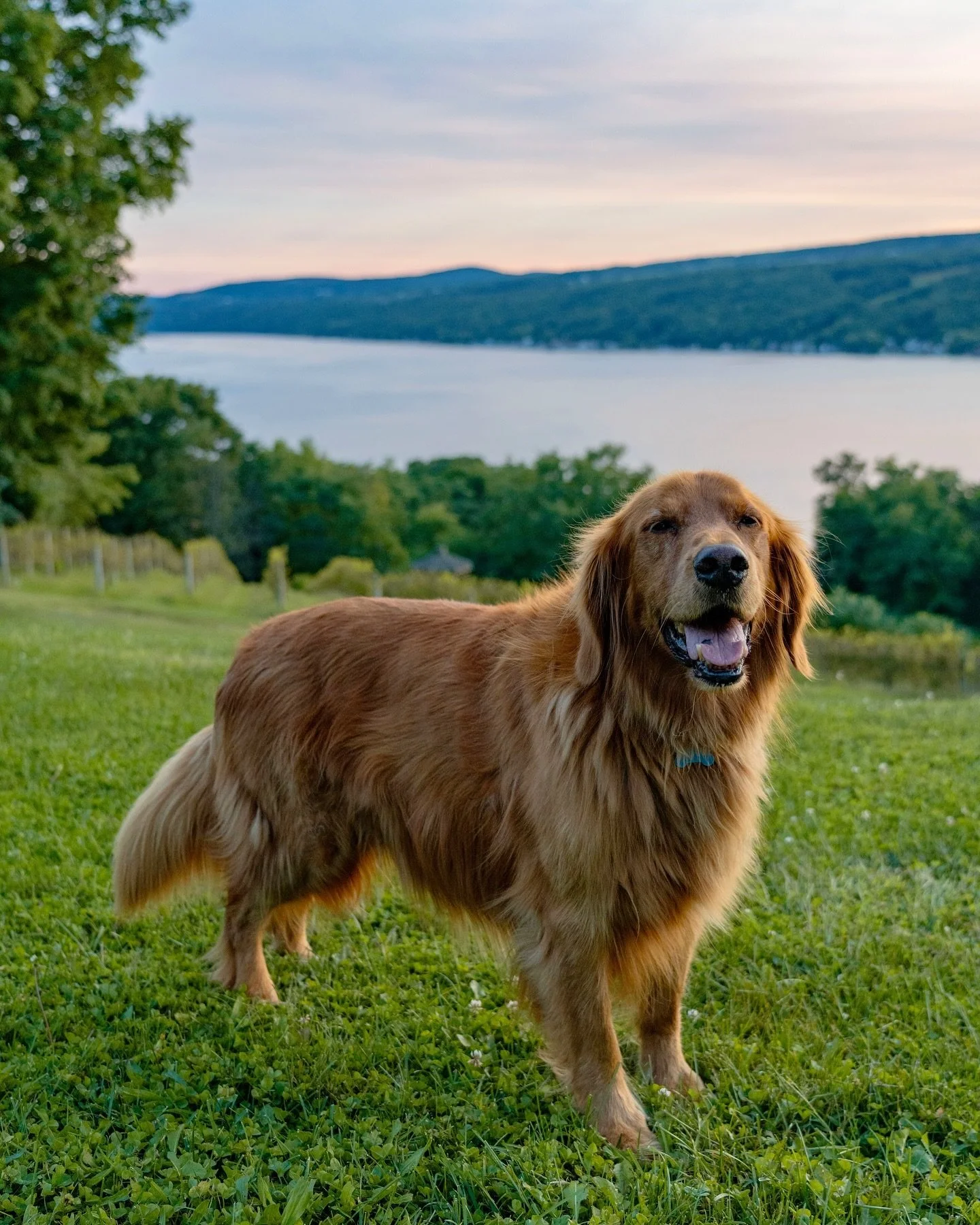 𝕊𝕦𝕞𝕞𝕖𝕣 𝟚𝟘𝟚𝟜
&bull;
&bull;
&bull;
#keuka #keukalake #flx #sunset #lakelife #fingerlakes #liveauthentic #livefolk #summer #vineyard #ourplanetdaily #exploretocreate #instanature #naturelovers #travelgram #nature #visualsofearth #visualsoflife