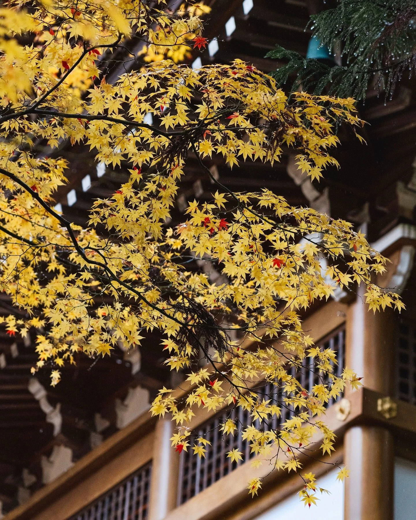 𝙵𝚊𝚕𝚕 𝚒𝚗 𝙹𝚊𝚙𝚊𝚗, 𝙿𝚊𝚛𝚝 𝟷
&bull;
&bull;
&bull;
#liveauthentic #livefolk #ourplanetdaily #japan #kyoto #nara #japantravel #exploretocreate #travelgram #travel #visualsofearth #visualsoflife #landscape #autumn #fallfoliage #fallinjapan #nat