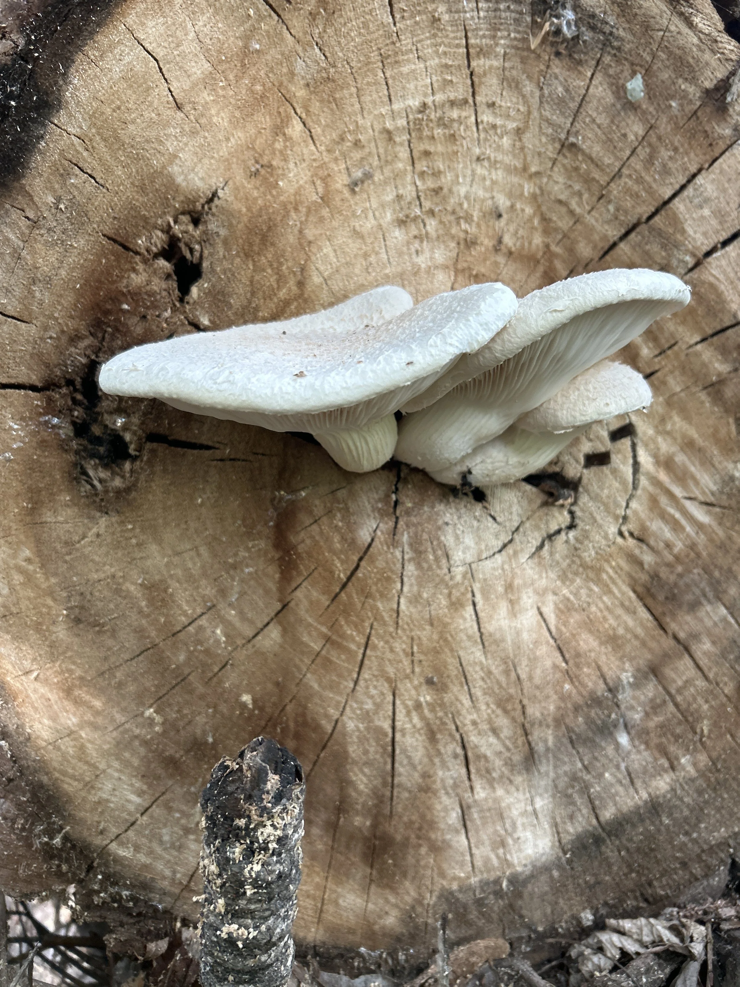 Adult Program: Foraging