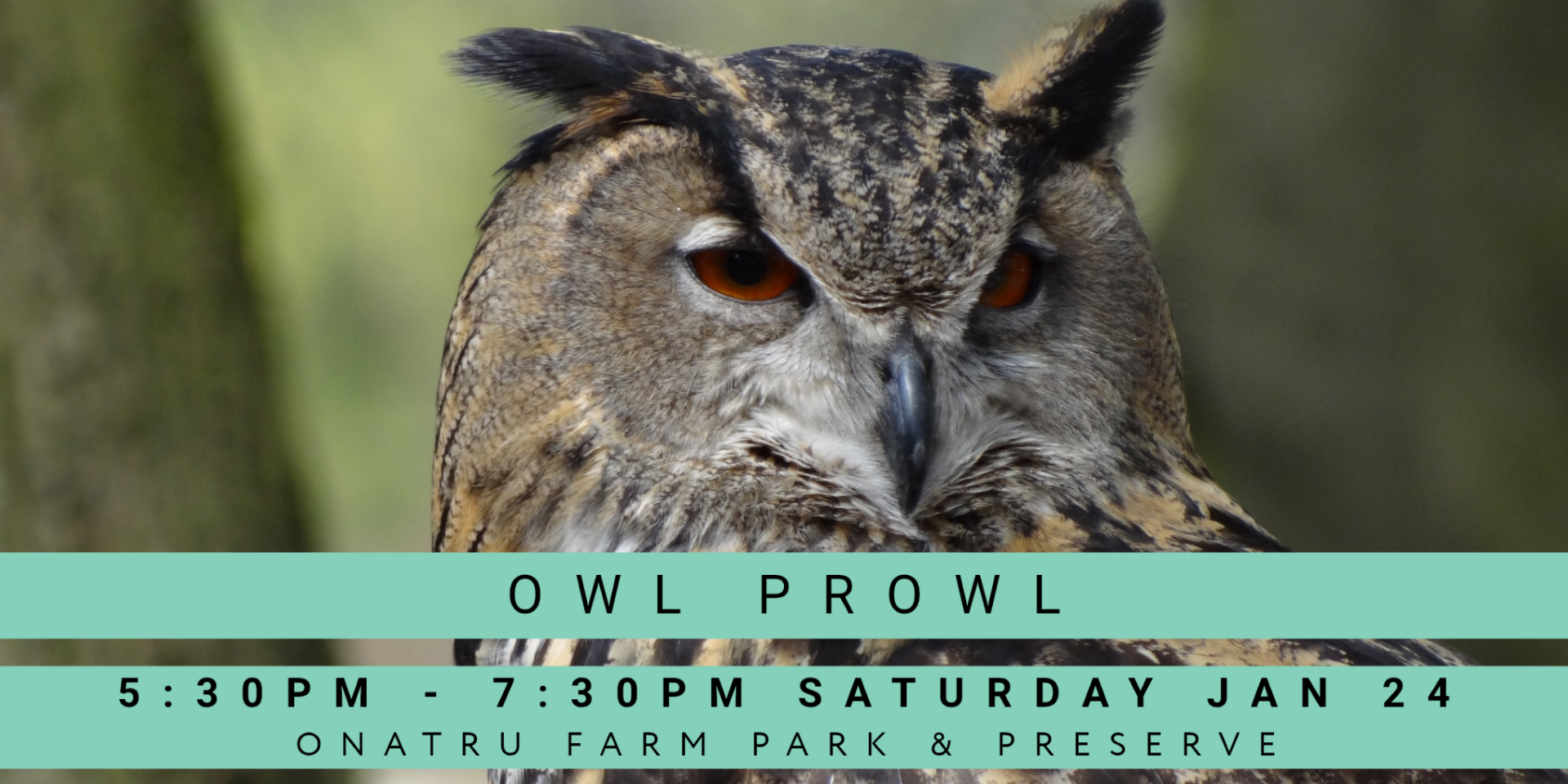 Owl Prowl