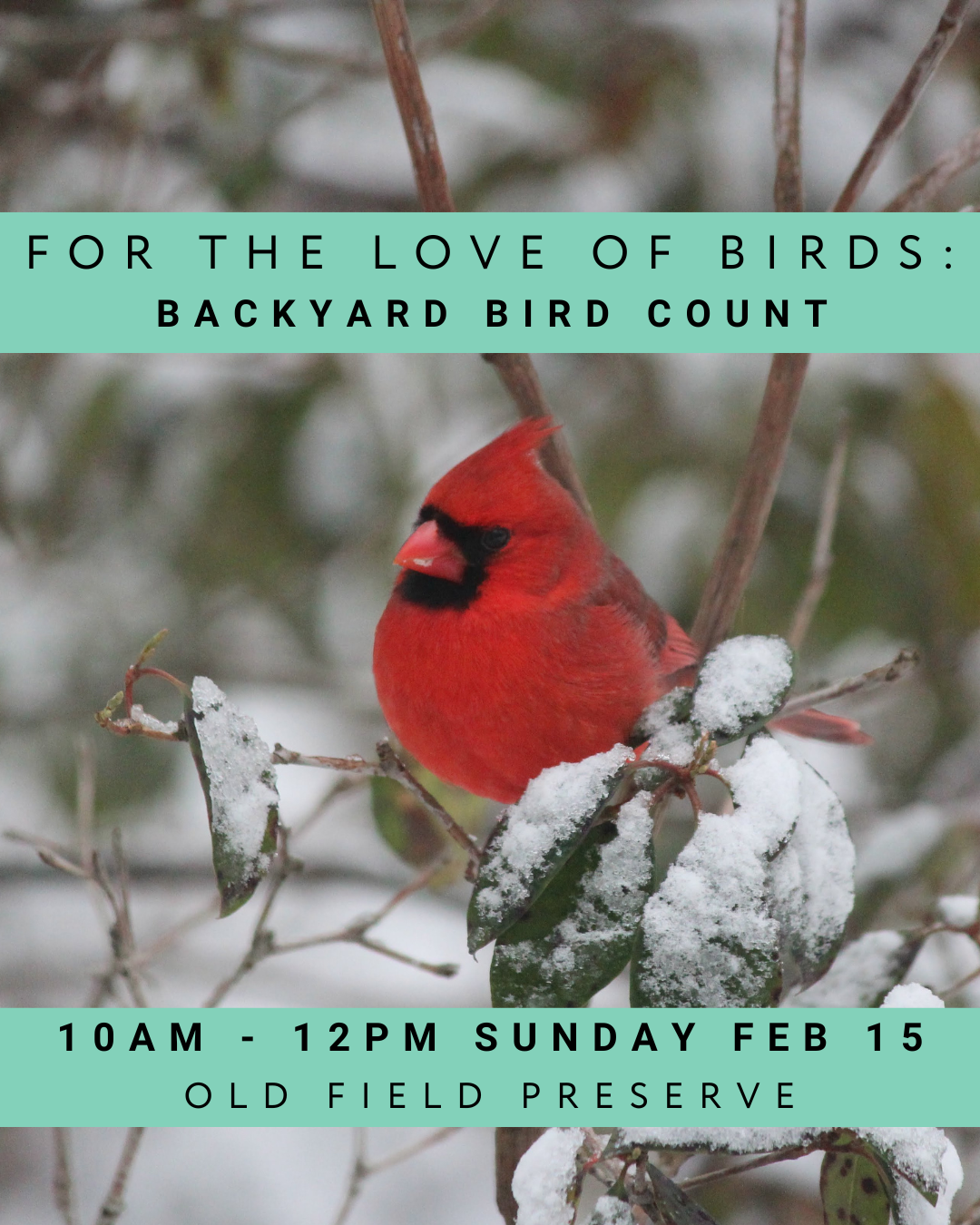 For the Love of Birds: Backyard Bird Count