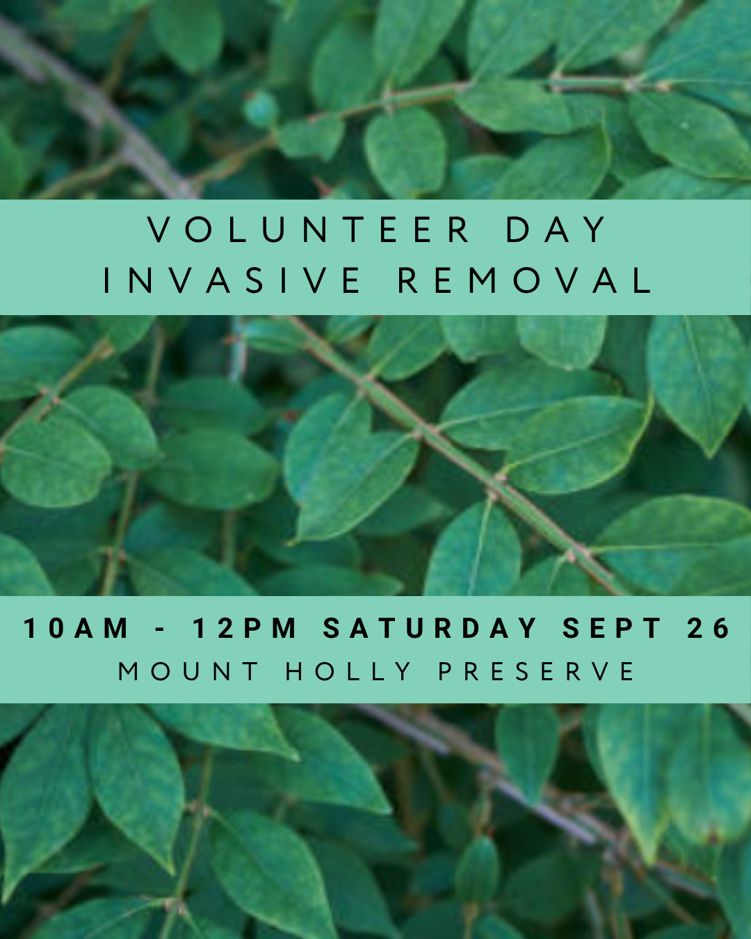 Volunteer Day | Invasive Removal