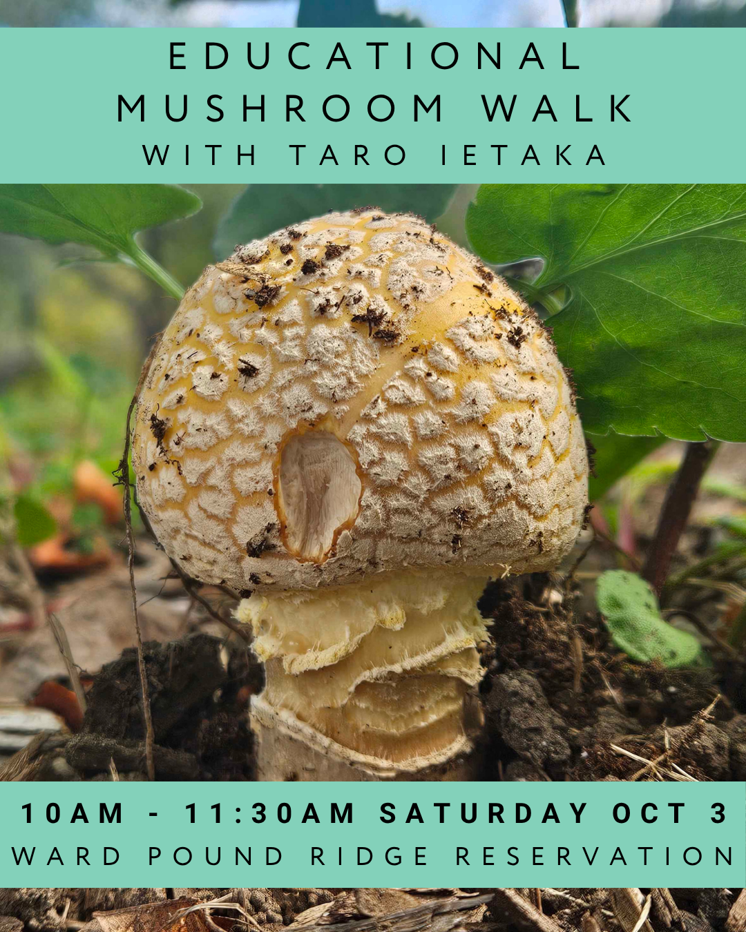 Educational Mushroom Walk with Taro Ietaka