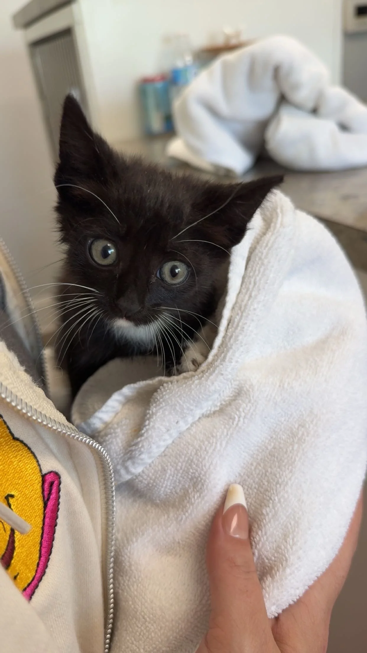 kitten.JPG