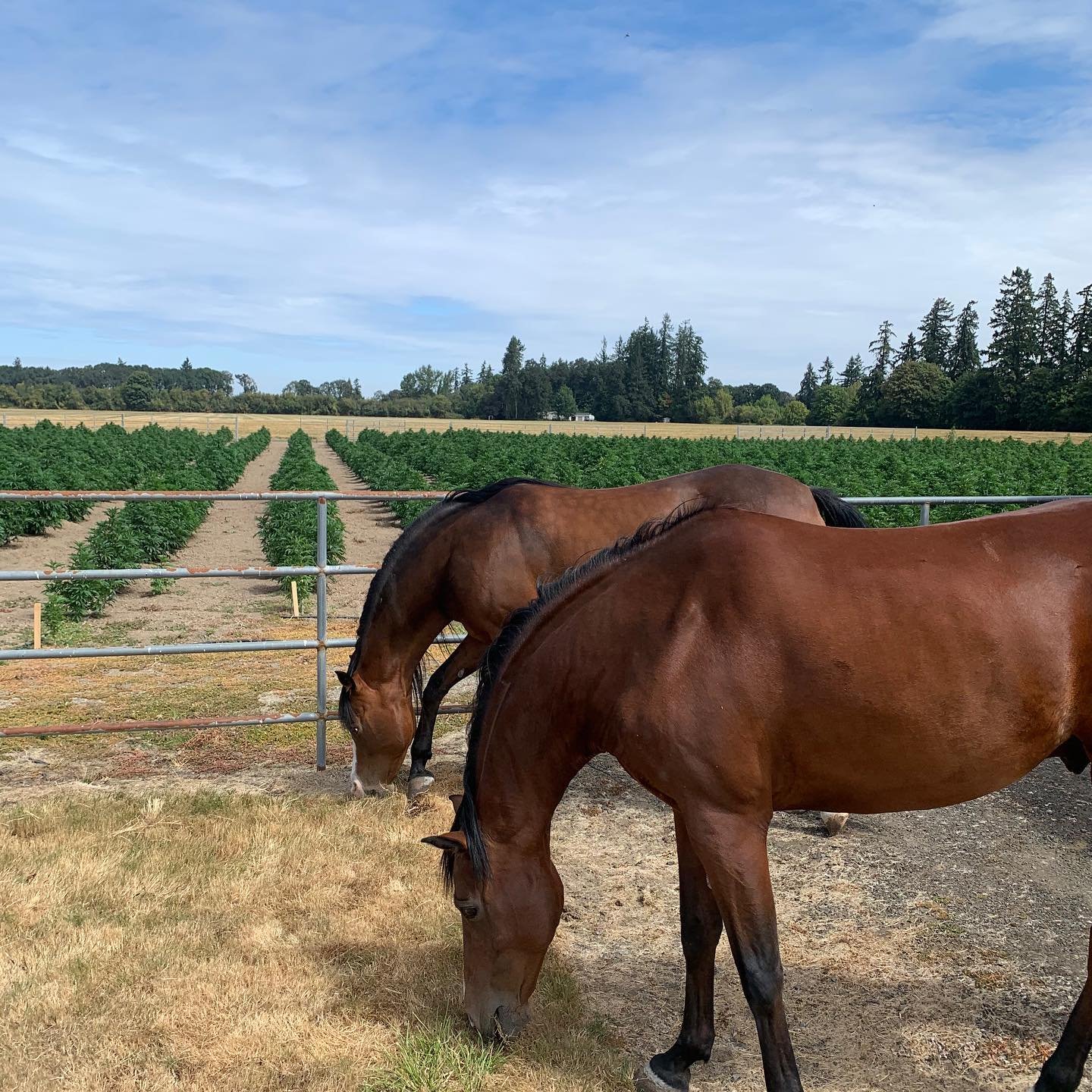 Our four horses love this patch of grass by the hemp. They stop for a snack every time! These two siblings, Commando and Jett, were both born on our farm 💗#monarkcbd #oregoncbd #oregonhemp #oregonhempgrowers #cbd #cbdlife #hemp #hemplife #morganhors