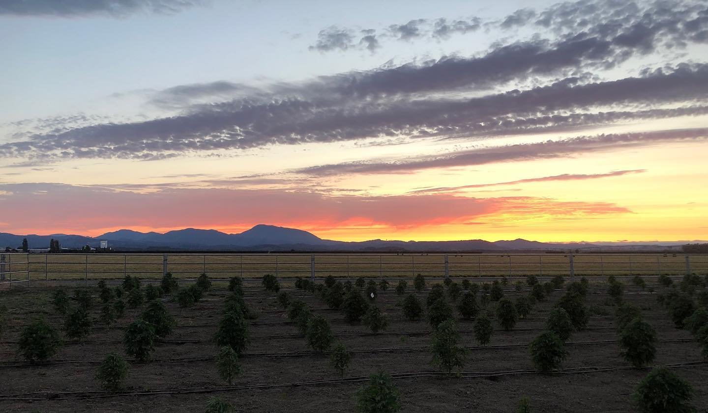 Sunsets on the farm are pretty spectacular 🌅 #Monarkcbd #oregoncbd #oregonhemp #cbd #cbdlife #hemp #hemplife