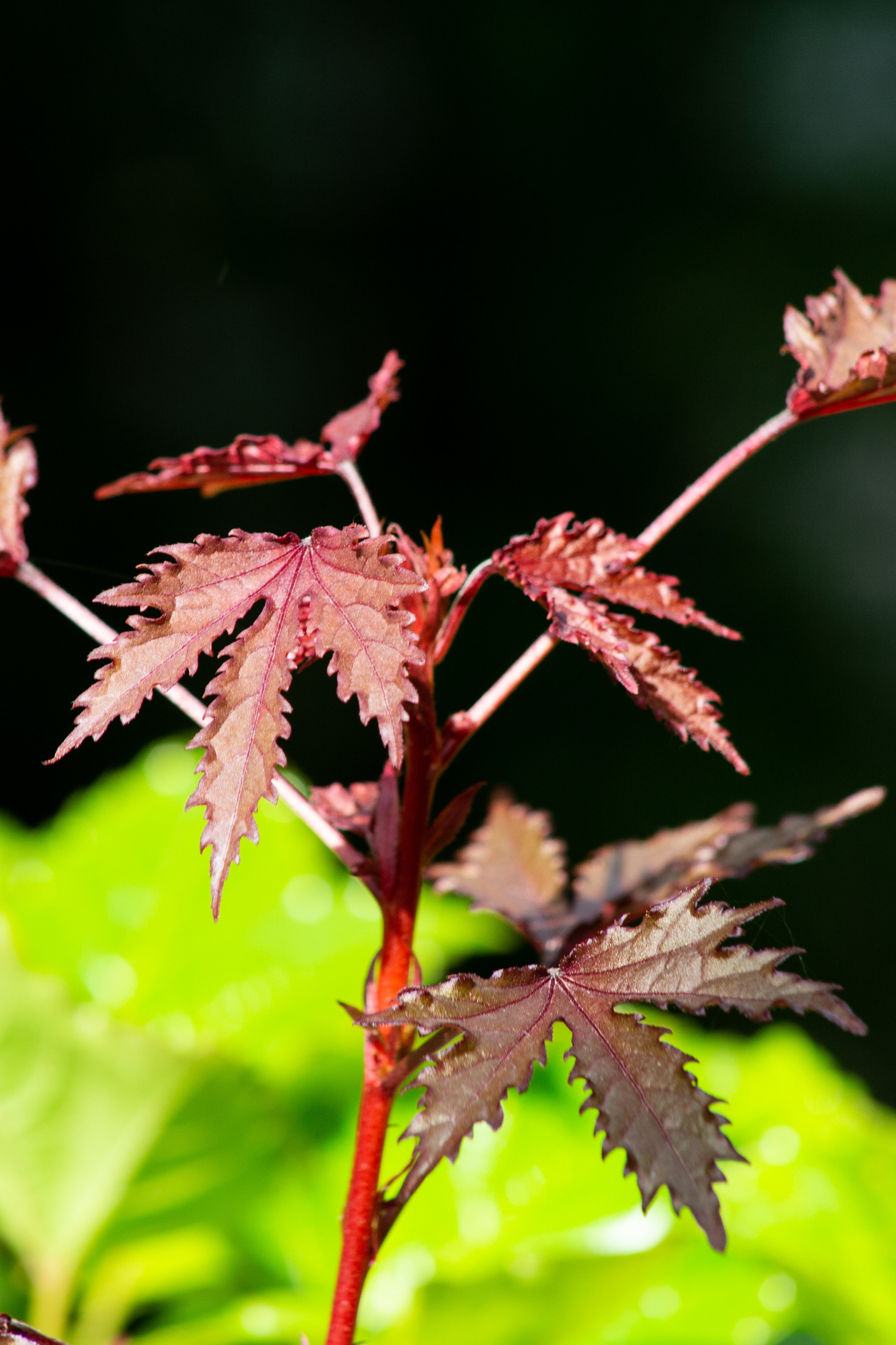 hibiscus