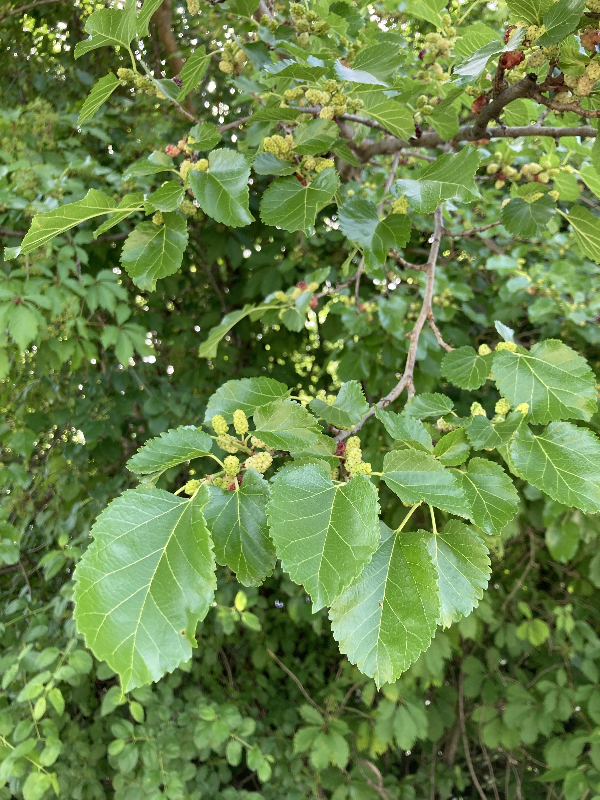 mulberry.JPG