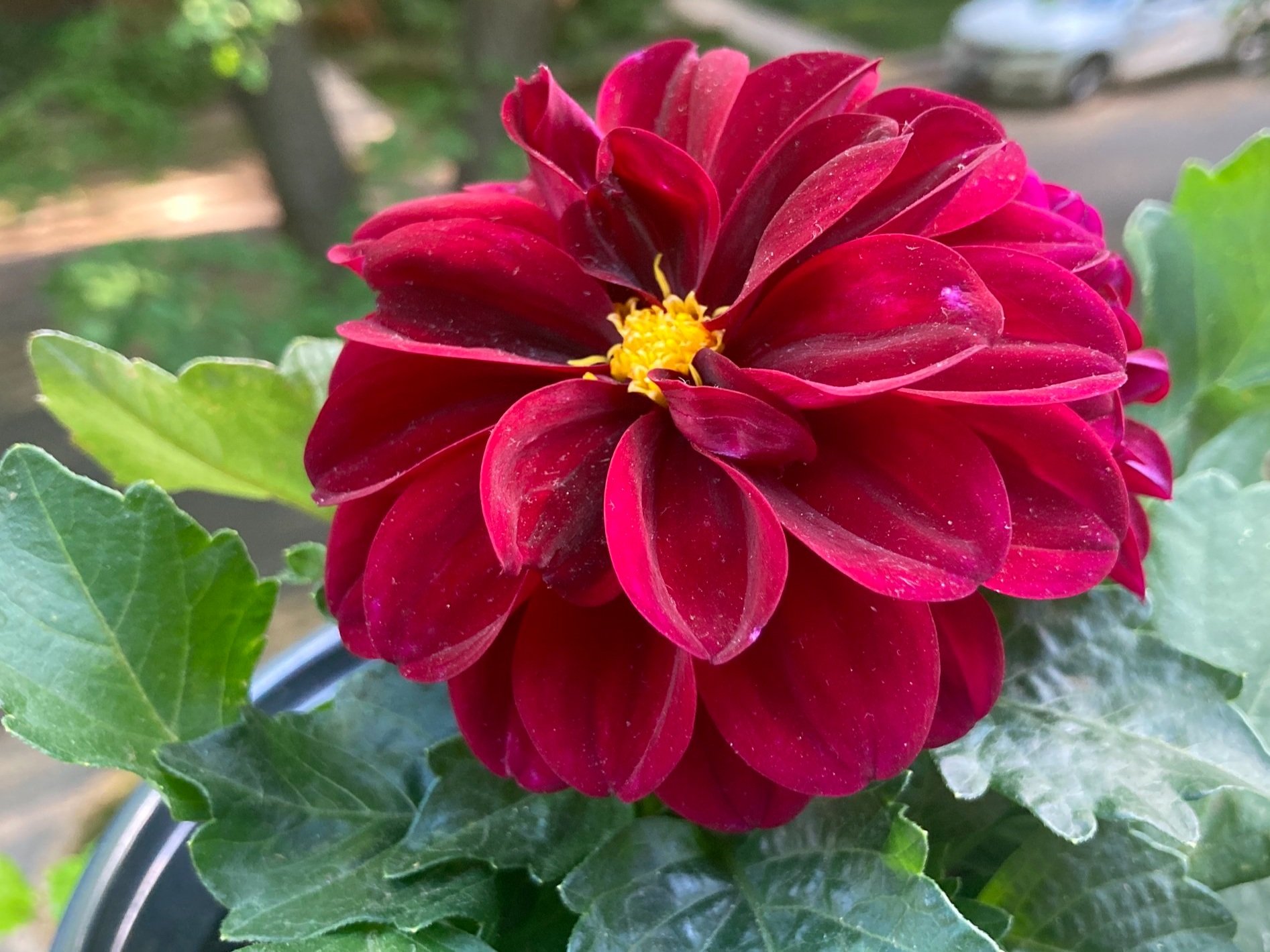 dahlia