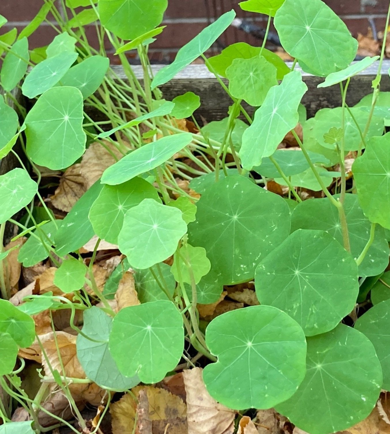 Nasturtium