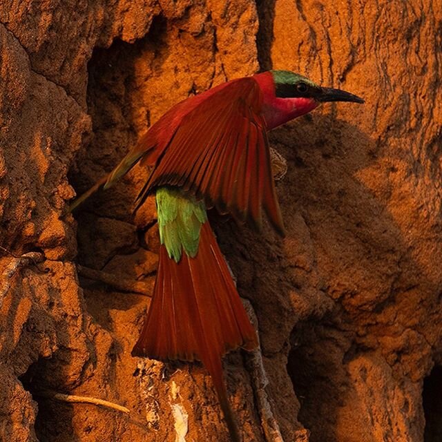 Warm light and spectacular colors are at their best in October.
Carmine bee-eaters.
In the second picture the husband is the one on the right, of course...
Photos by Annalisa Losacco, 
#kanyembalodge
#lowerzambezi
#zambia
#photography
#carmines