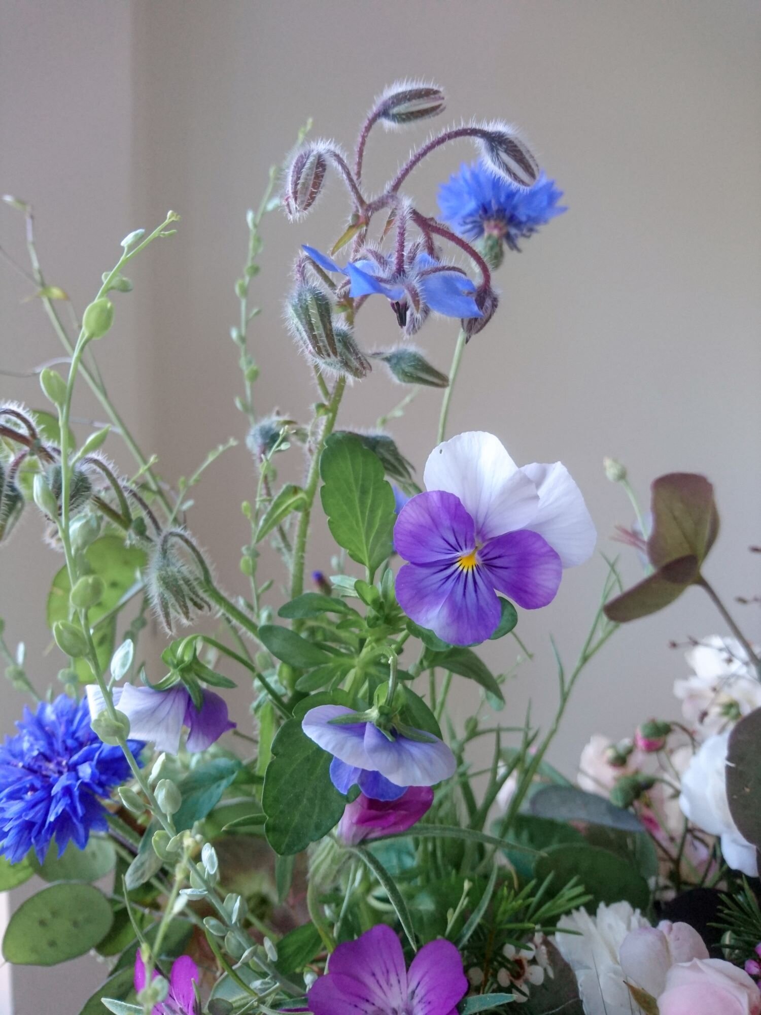Blue borage and purple pansies. Boragine e violette blu