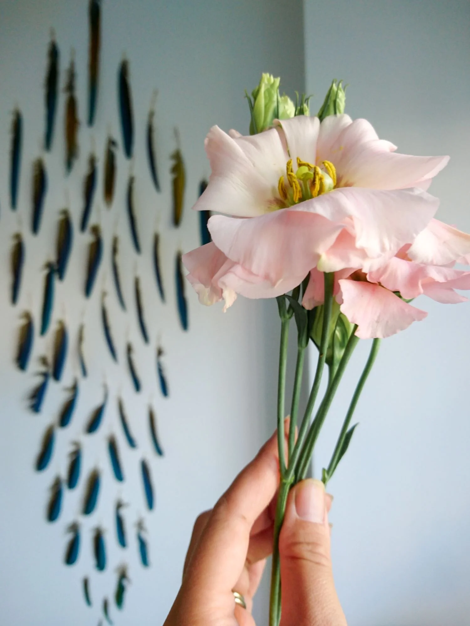 Stem of handheld pink lisanthus with a backdrop of blue feathers. Ramo di lisiantus rosa tenuta in mano, con uno sfondo di piume blu.