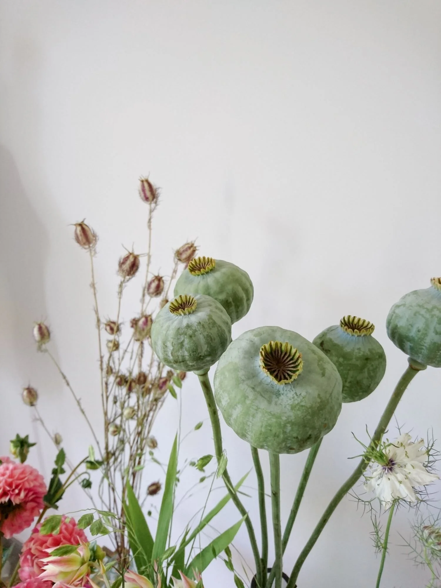 Green poppy seed pods. Papaveri verdi secchi.