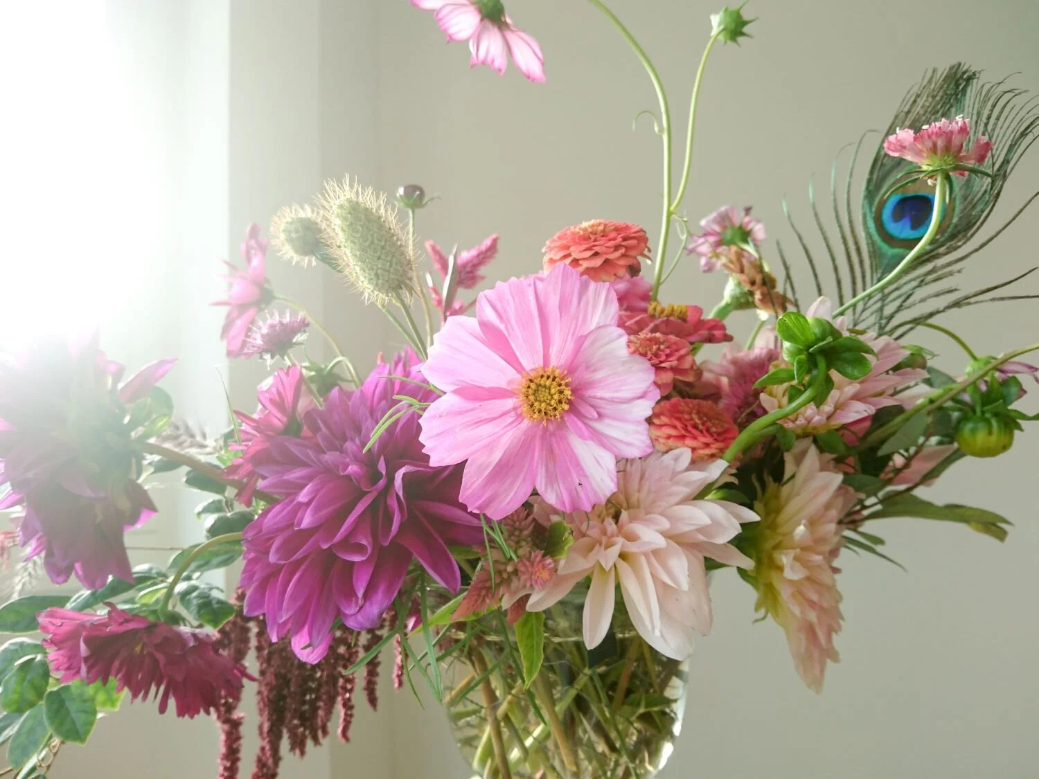 Details of pink cosmos and a peacock feather and other early autumn flowers in a ray of sunlight.. Dettagli di cosmea rosa, un piume di pavone e altri fiori del inizio di autunno in un raggio di sole.
