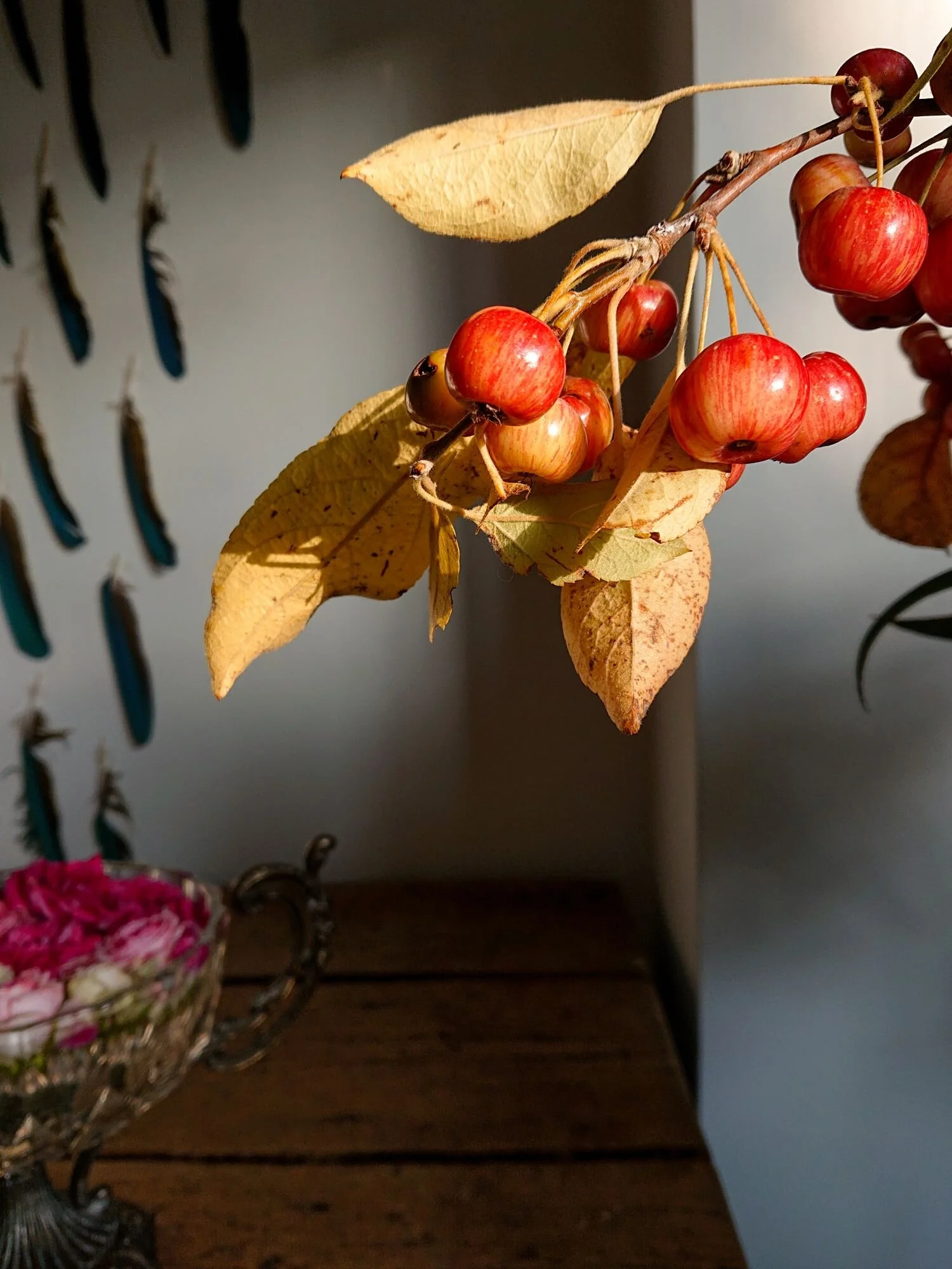 Red crabapples in the sun. Melette rosse nel sole.