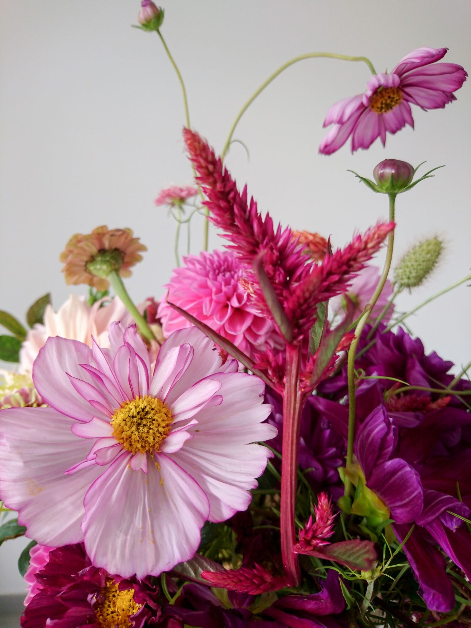 Details of pink cosmos and other early autumn flowers. Dettagli di cosmea rosa e altri fiori del inizio di autunno.