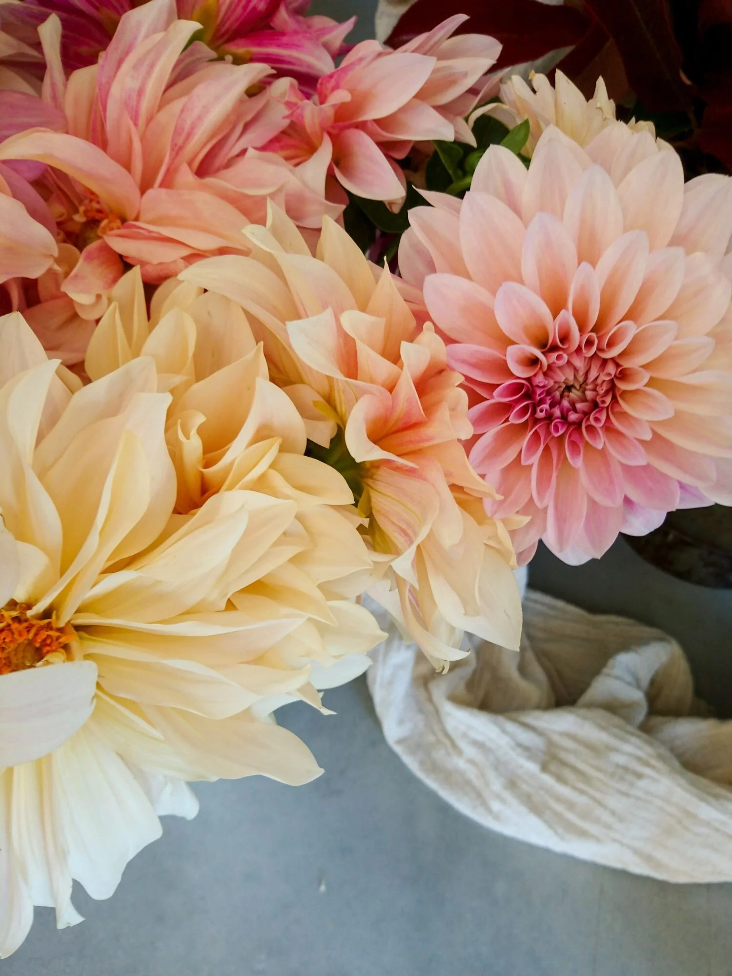 Creamy cafe au lait dahlias.