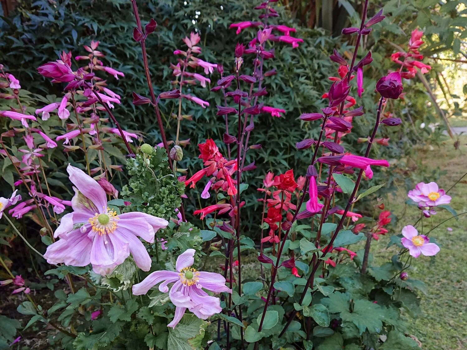 Pink Japanese anemones with wild flowering scarlet sage flowers. Salvia coccinea.