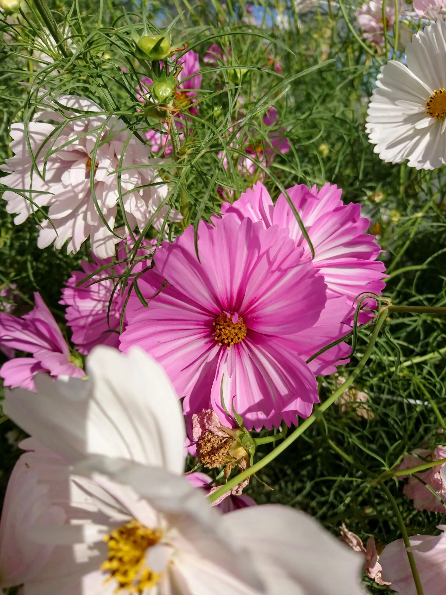 pink and white cosmos flowers. Fiori di cosmea colori rosa e bianca.