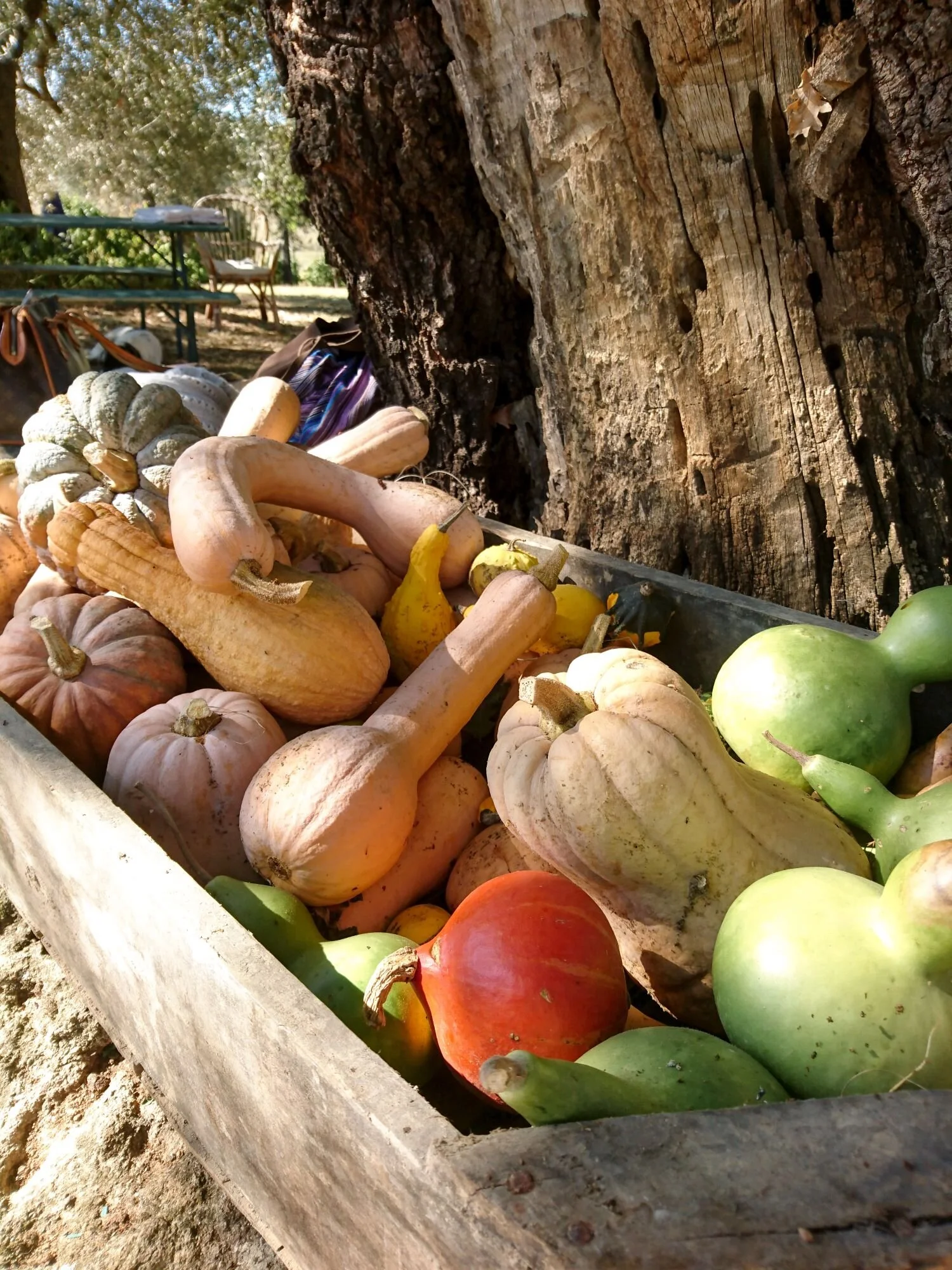 Pumpkins in a wooden crate. Cassetta di legno di zucche.