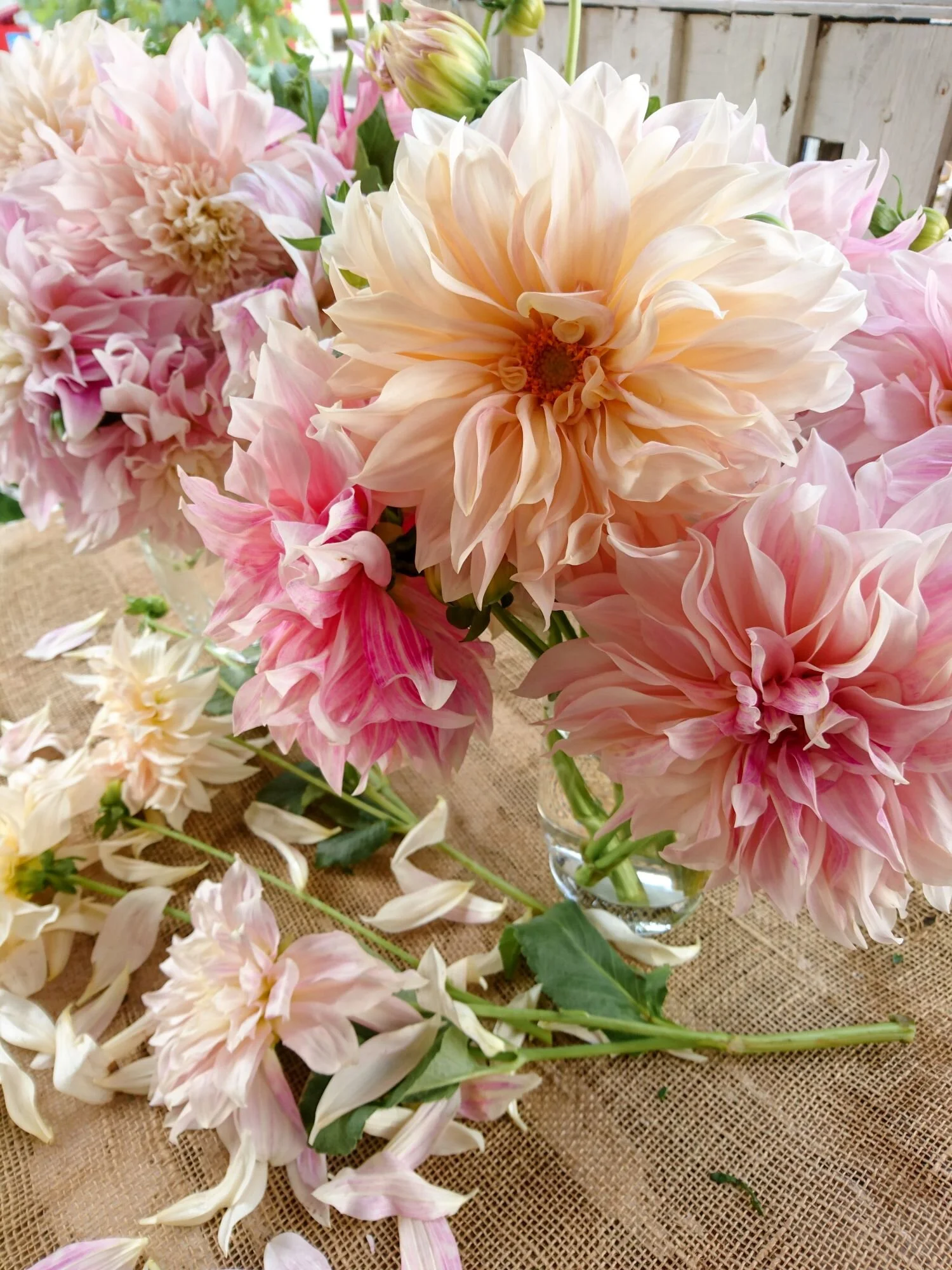 Cafe au lait dahlias losing their petals.