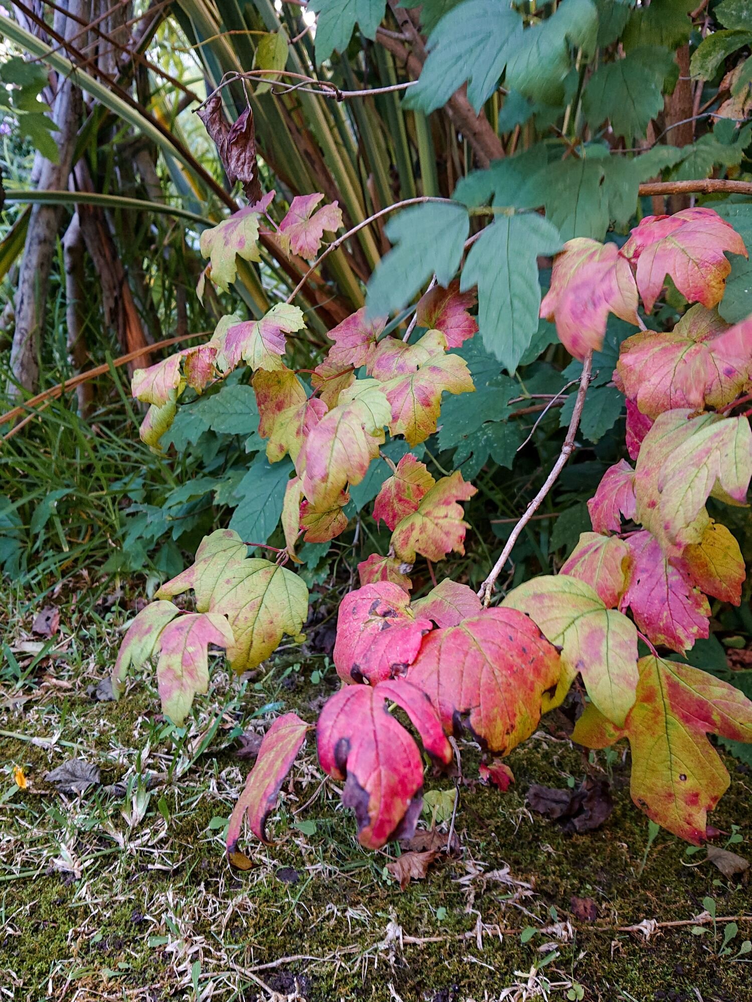 Red, yellow and green autumn leaves. Foglie di autunno sul rosso, giallo e verde.