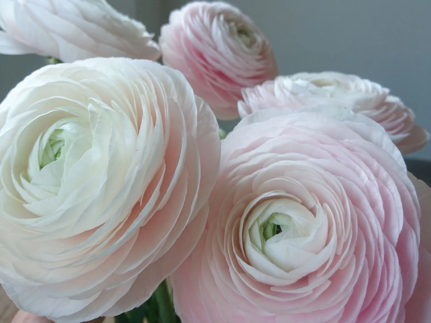 fluffy-ranunculus.jpg