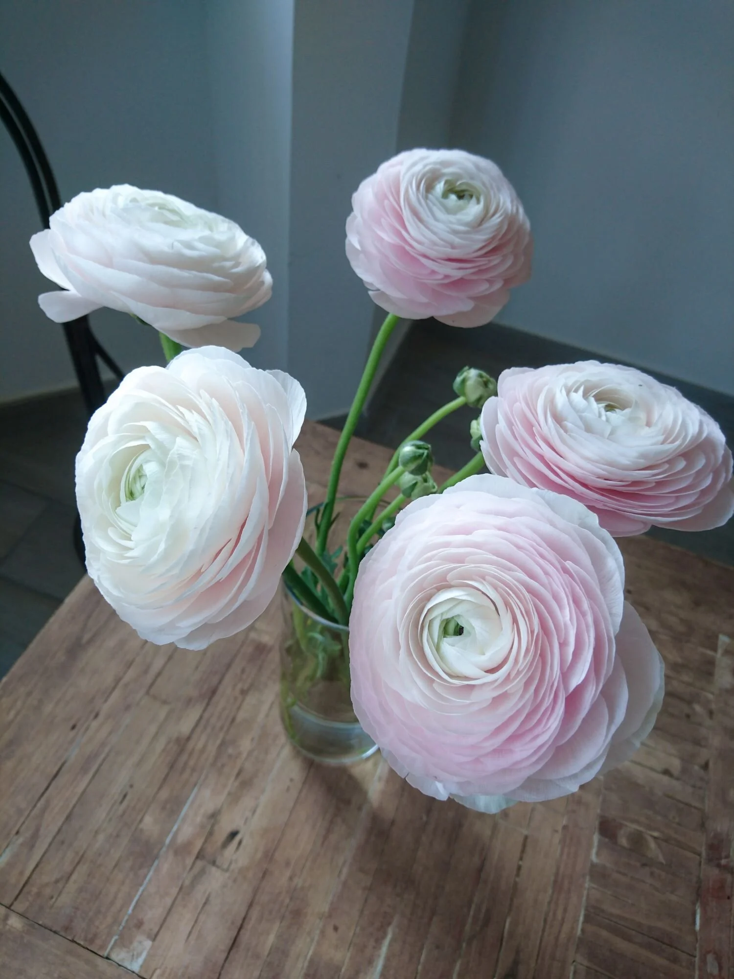 fluffy-ranunculus-cloni.jpg
