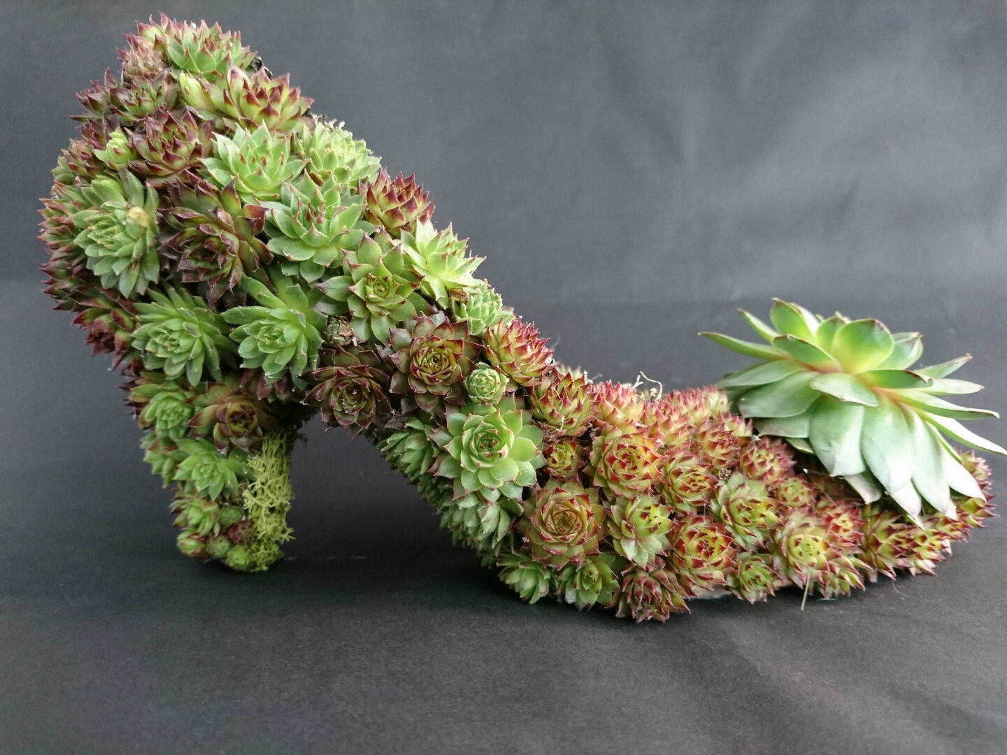 Scarpa con piante grasse viventi. 