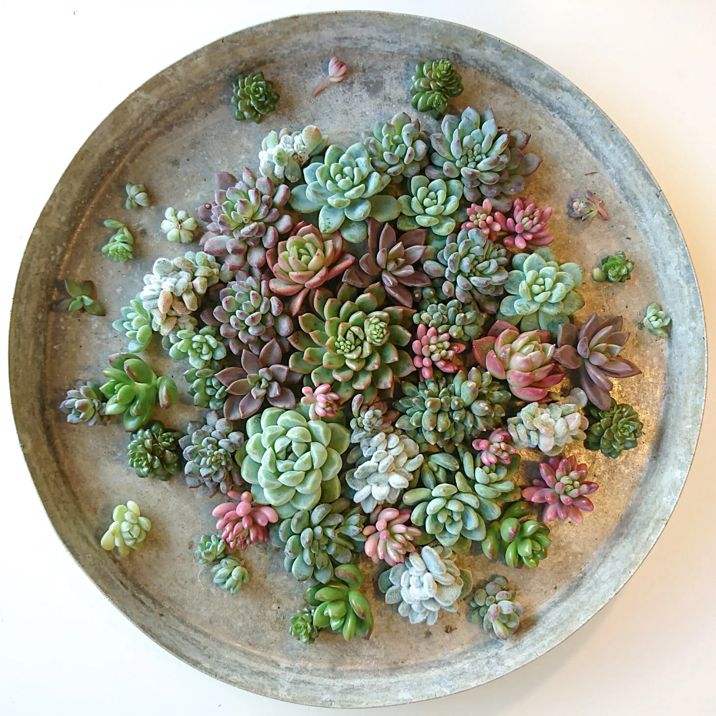 Qualcosa bolle in pentola. Echeverie.