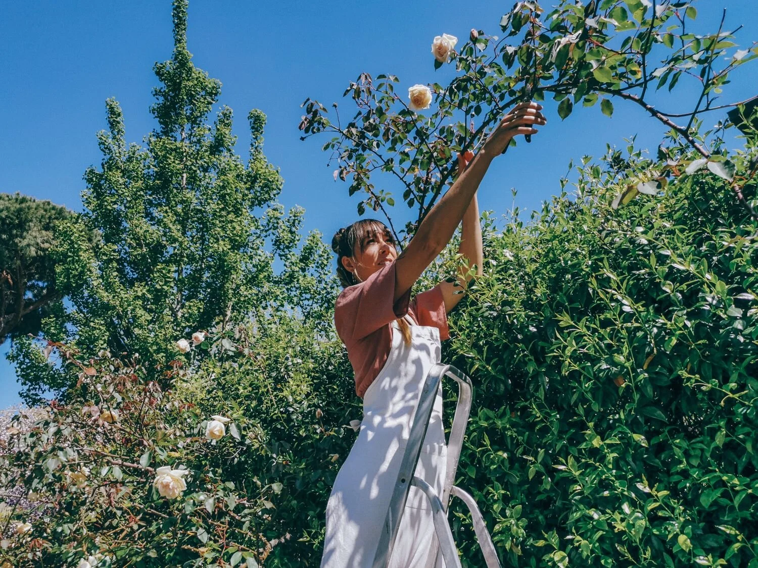 Raccolta di rose rampicanti devoniensis in giardino. Roma