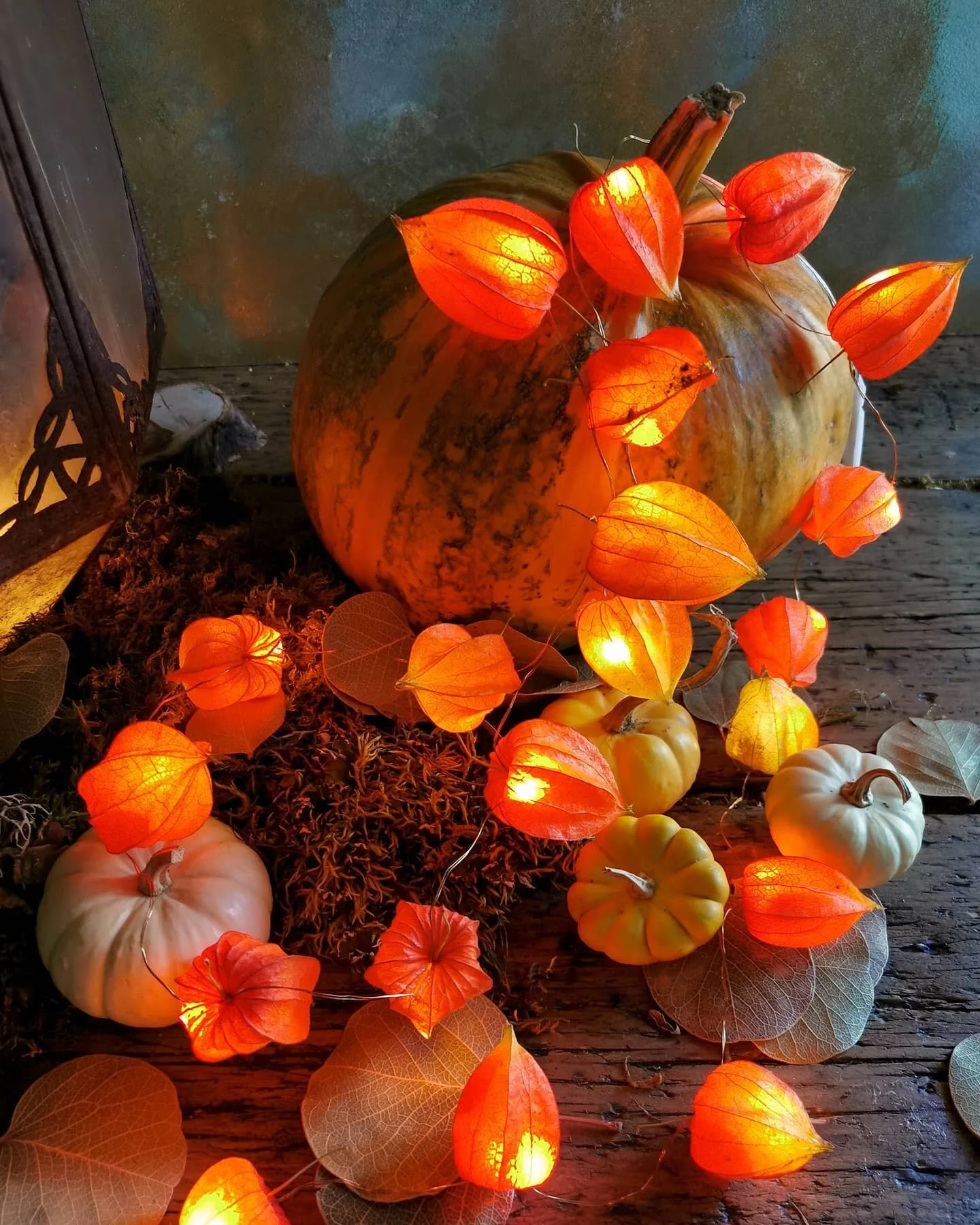 Alkekengi. (🇮🇹 Italiano nei commenti)

In spring, green shoots appear under the hellebores. Each day they grow taller, and in early summer the hellebores disappear completely under a canopy of green. Once they reach knee height I start twining stri