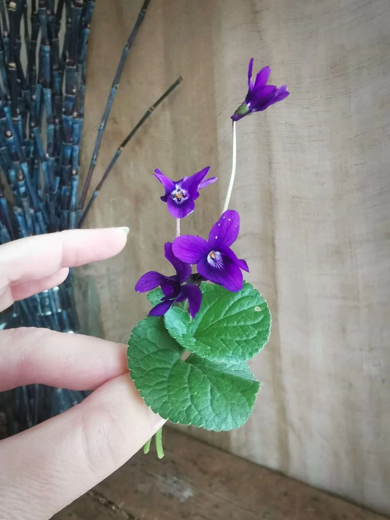 How to use Wild Violets: