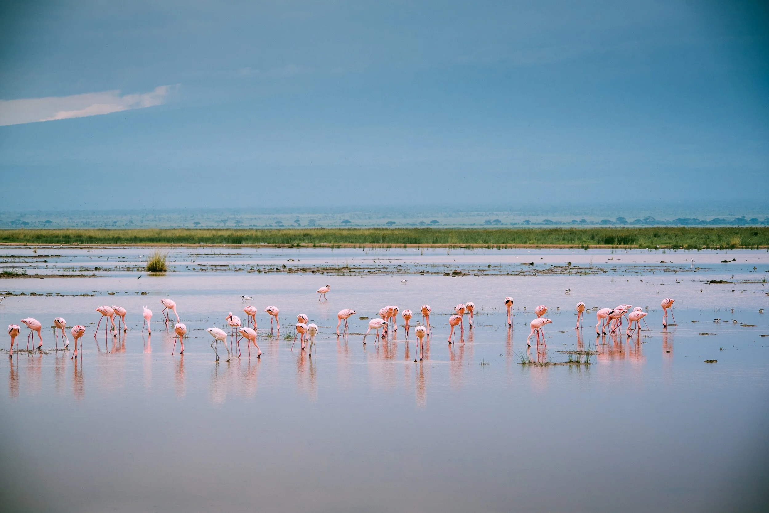 Flamingos, Kenya 